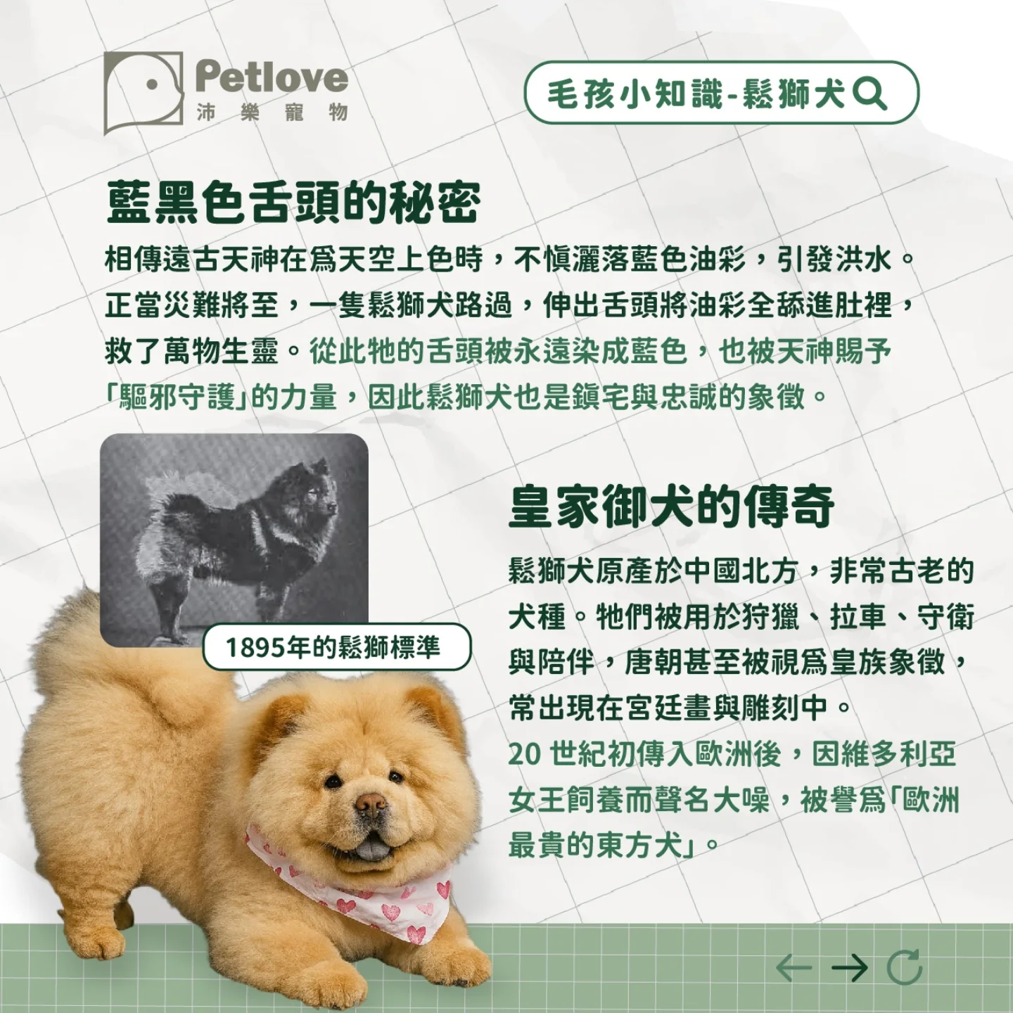鬆獅犬介紹|個性特色、飼養重點與健康照護
