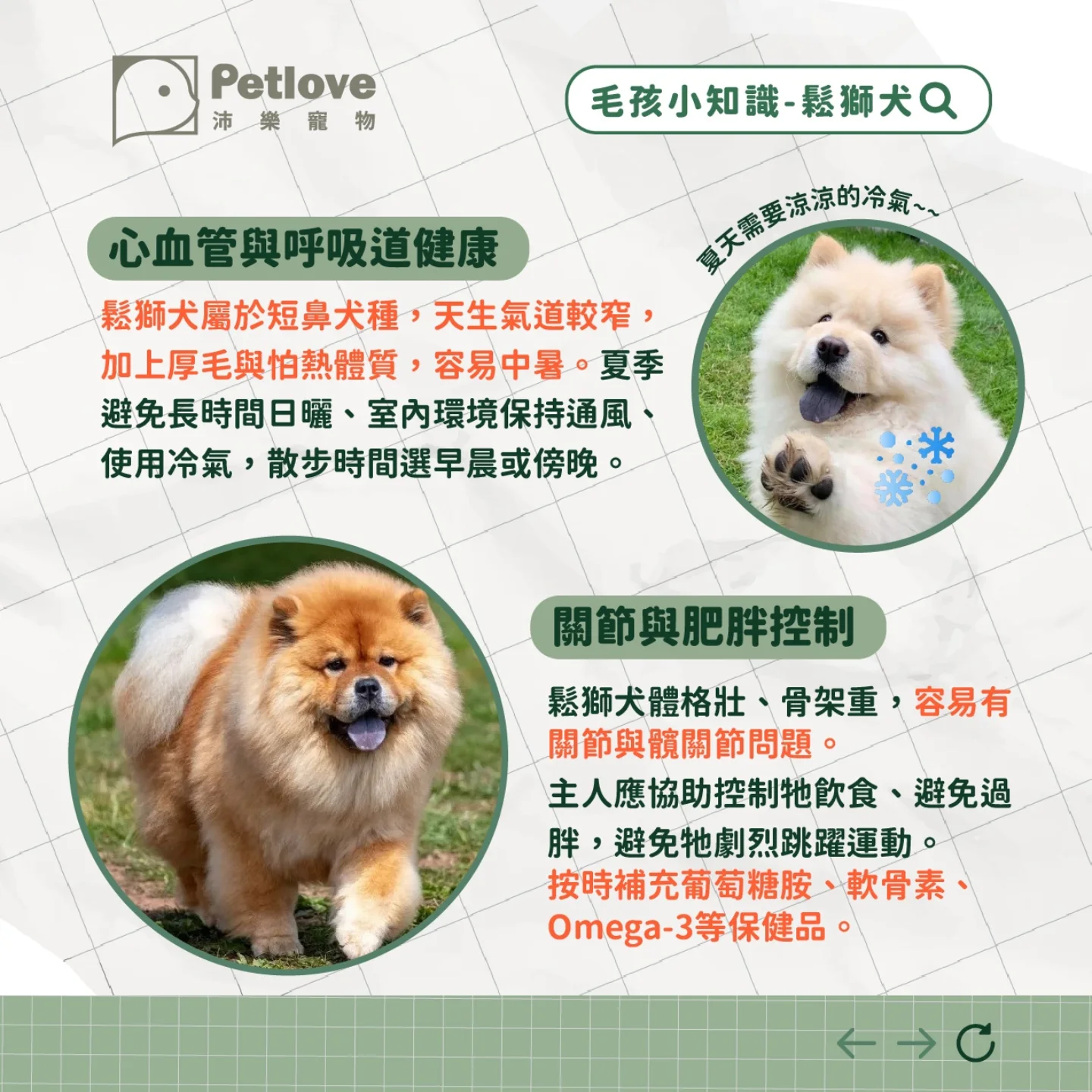 鬆獅犬介紹|個性特色、飼養重點與健康照護
