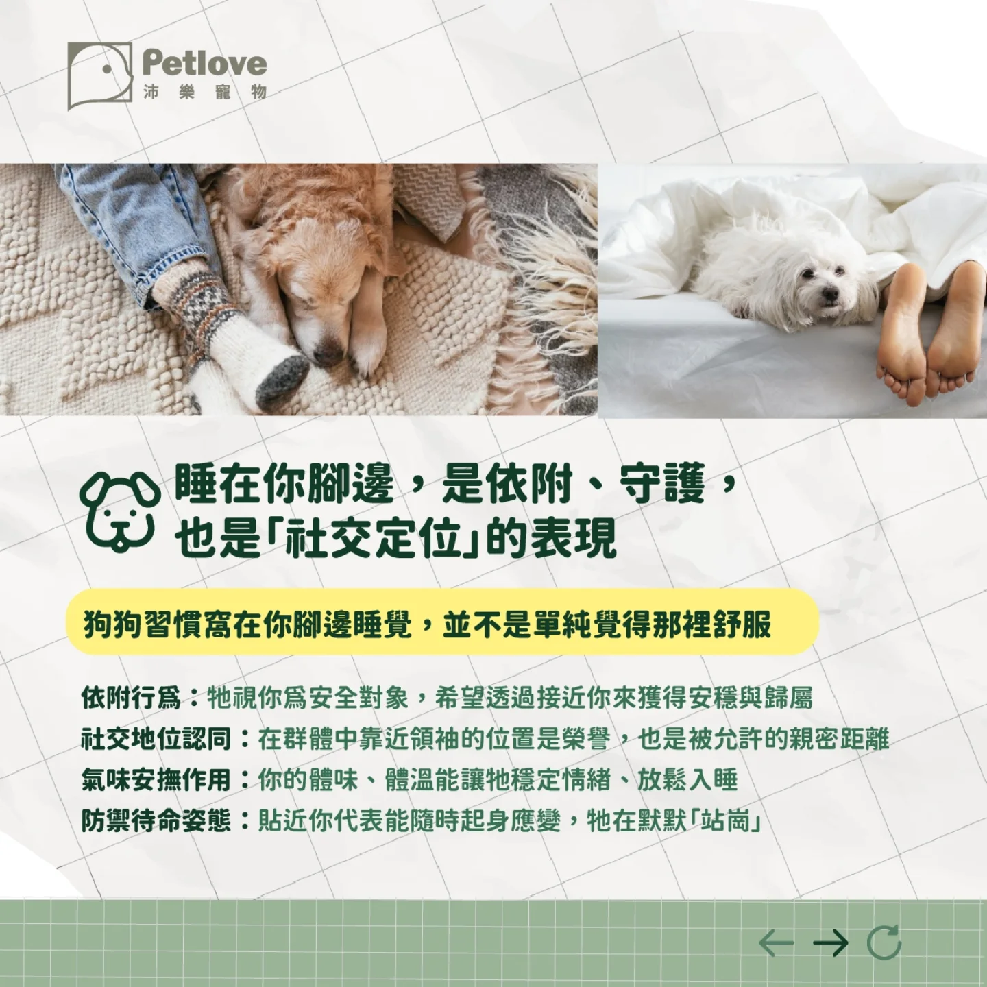 狗狗睡姿代表什麼?從睡眠觀察毛孩安全感