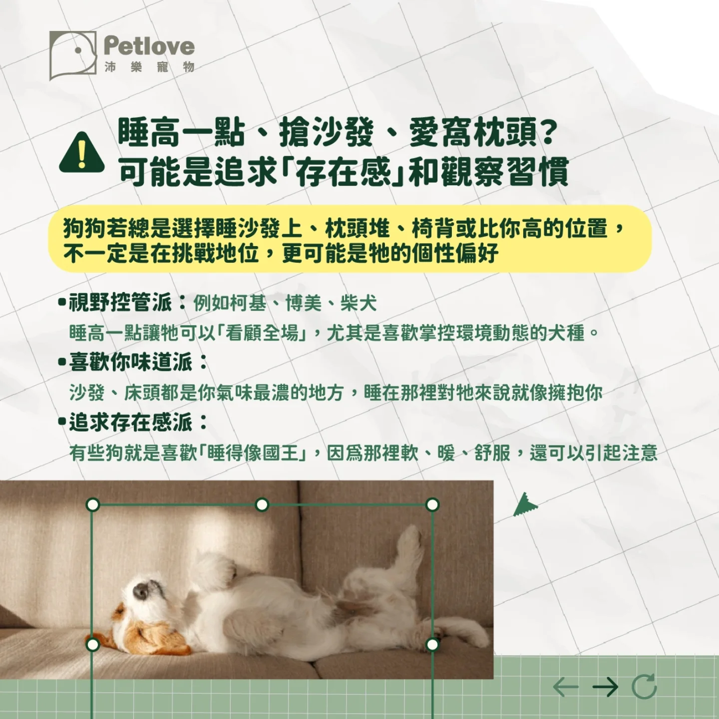 狗狗睡姿代表什麼?從睡眠觀察毛孩安全感