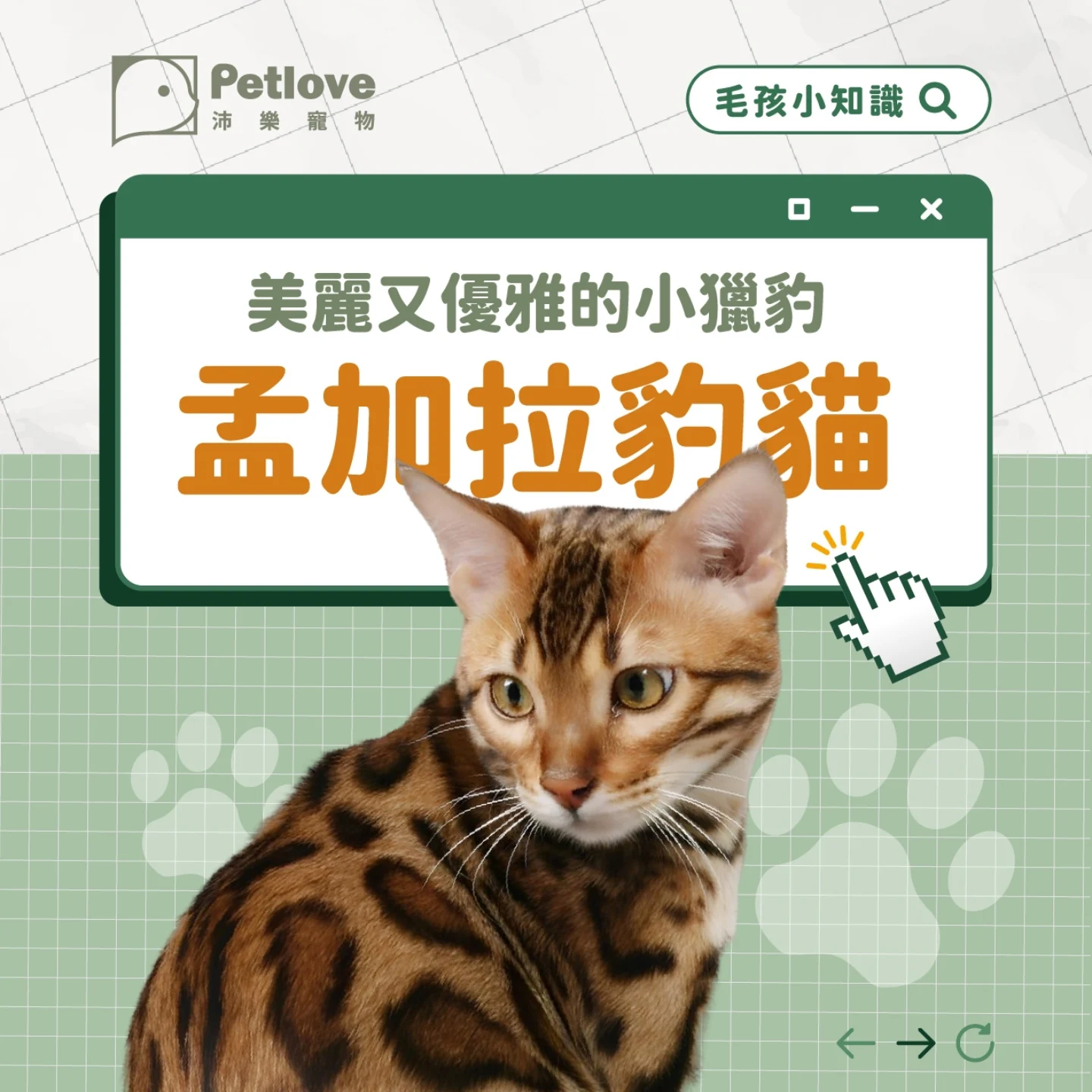 孟加拉豹貓介紹｜個性特色、飼養重點與健康照護