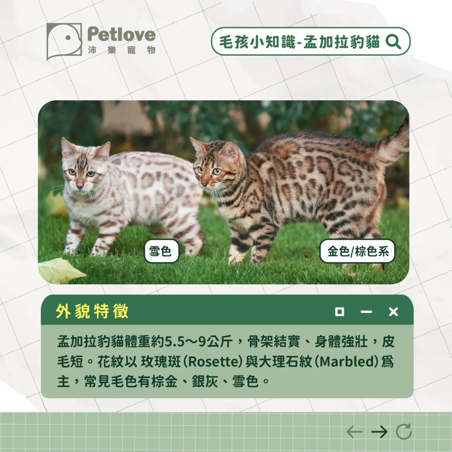 孟加拉豹貓介紹｜個性特色、飼養重點與健康照護
