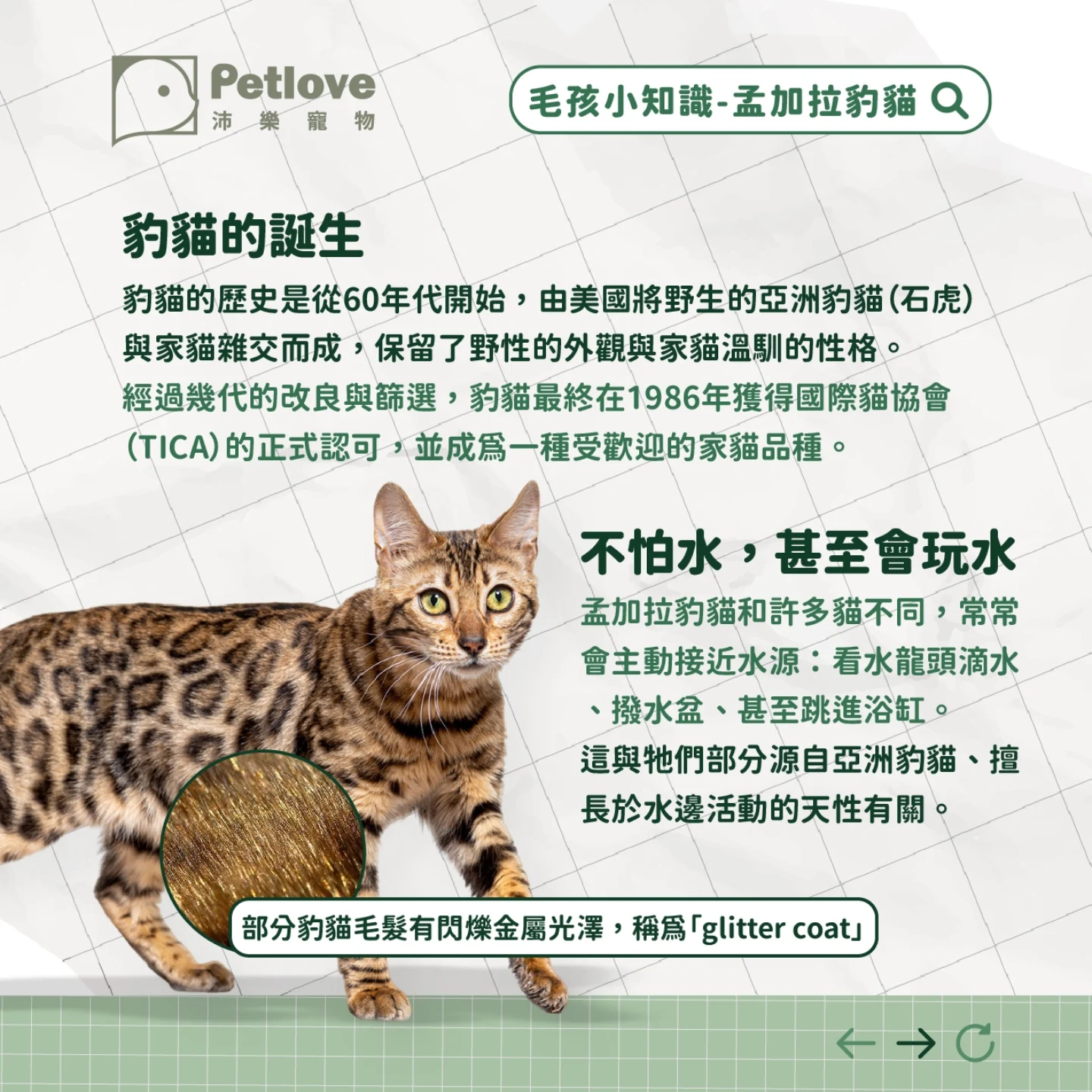 孟加拉豹貓介紹｜個性特色、飼養重點與健康照護