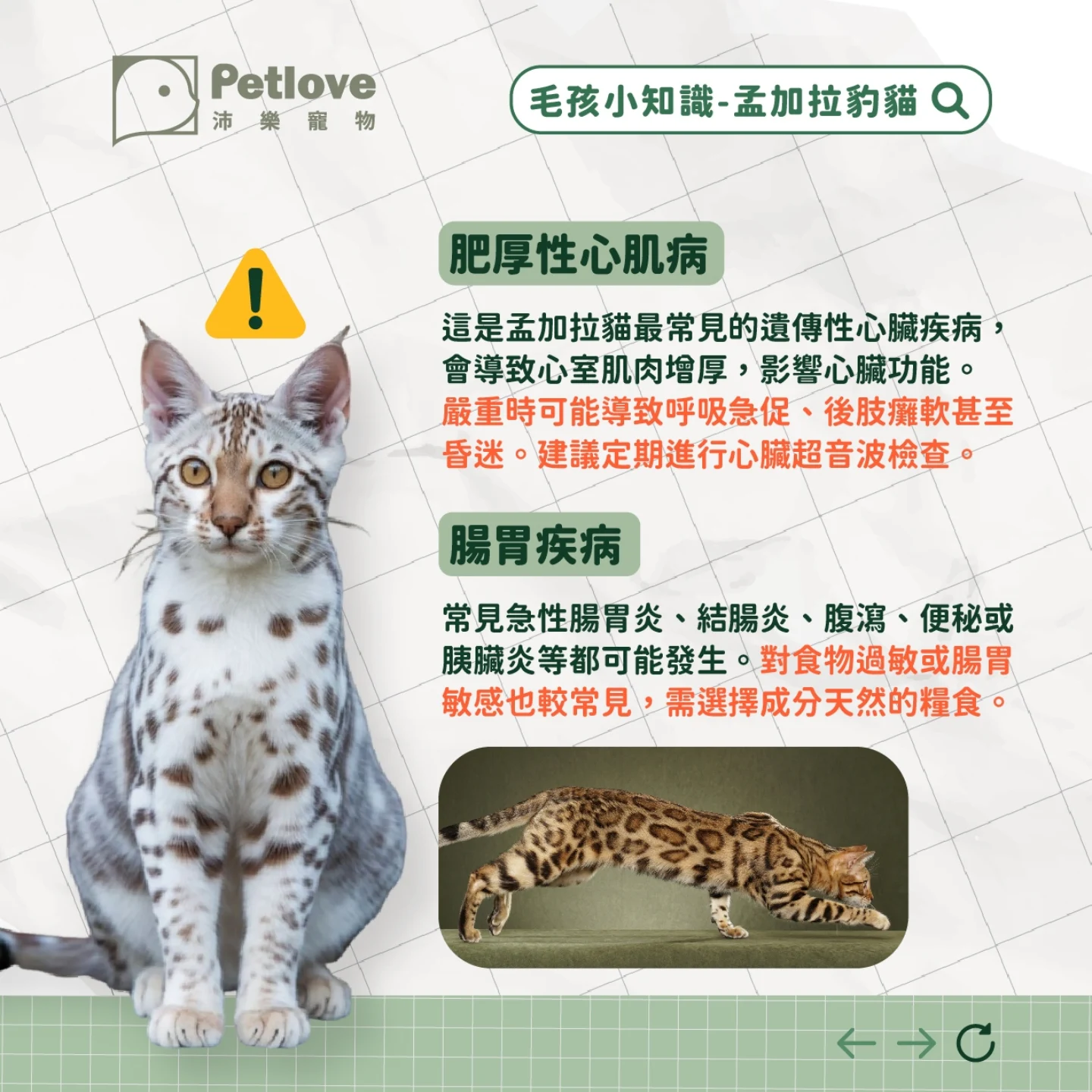 孟加拉豹貓介紹｜個性特色、飼養重點與健康照護