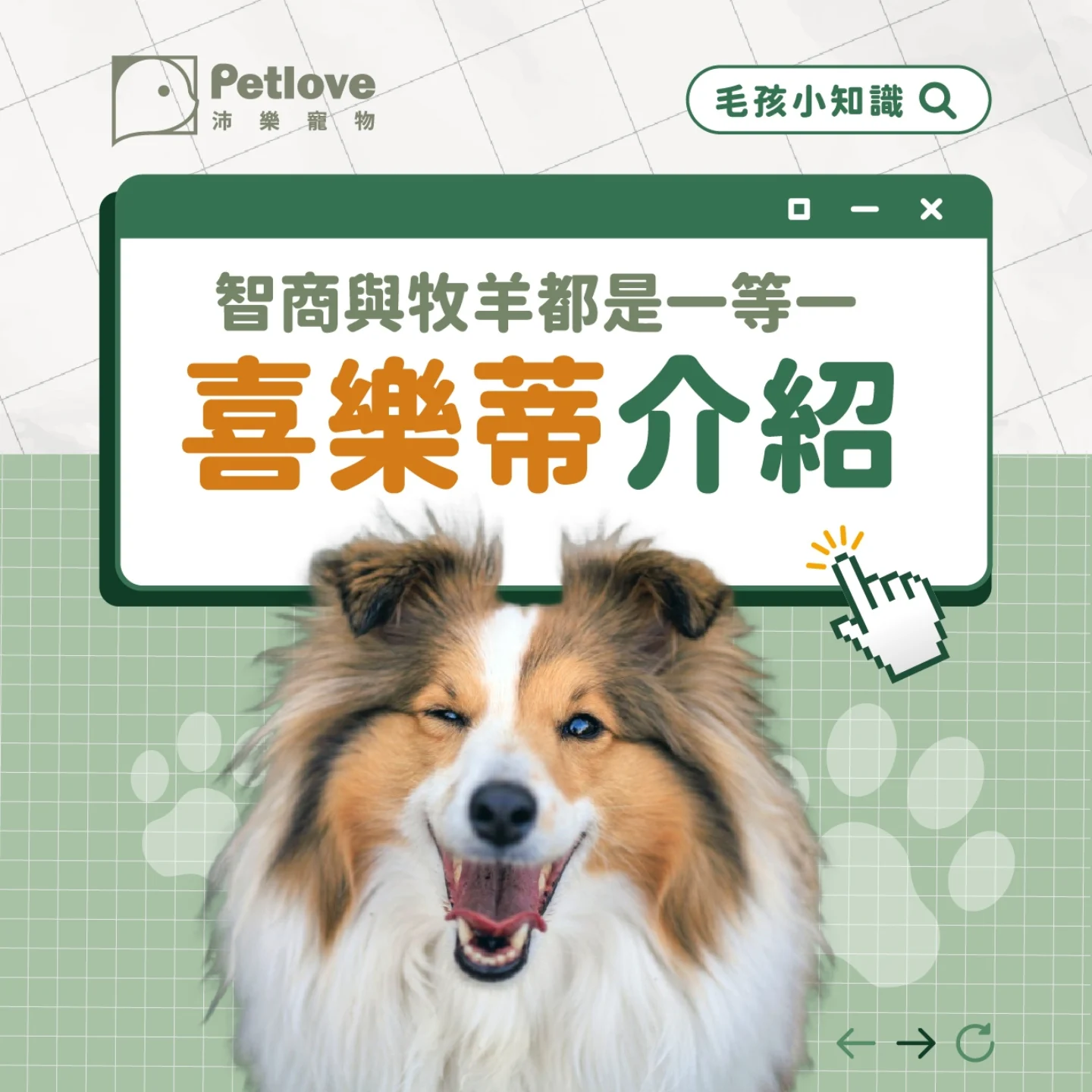 喜樂蒂牧羊犬介紹｜個性特色、飼養重點與健康照護