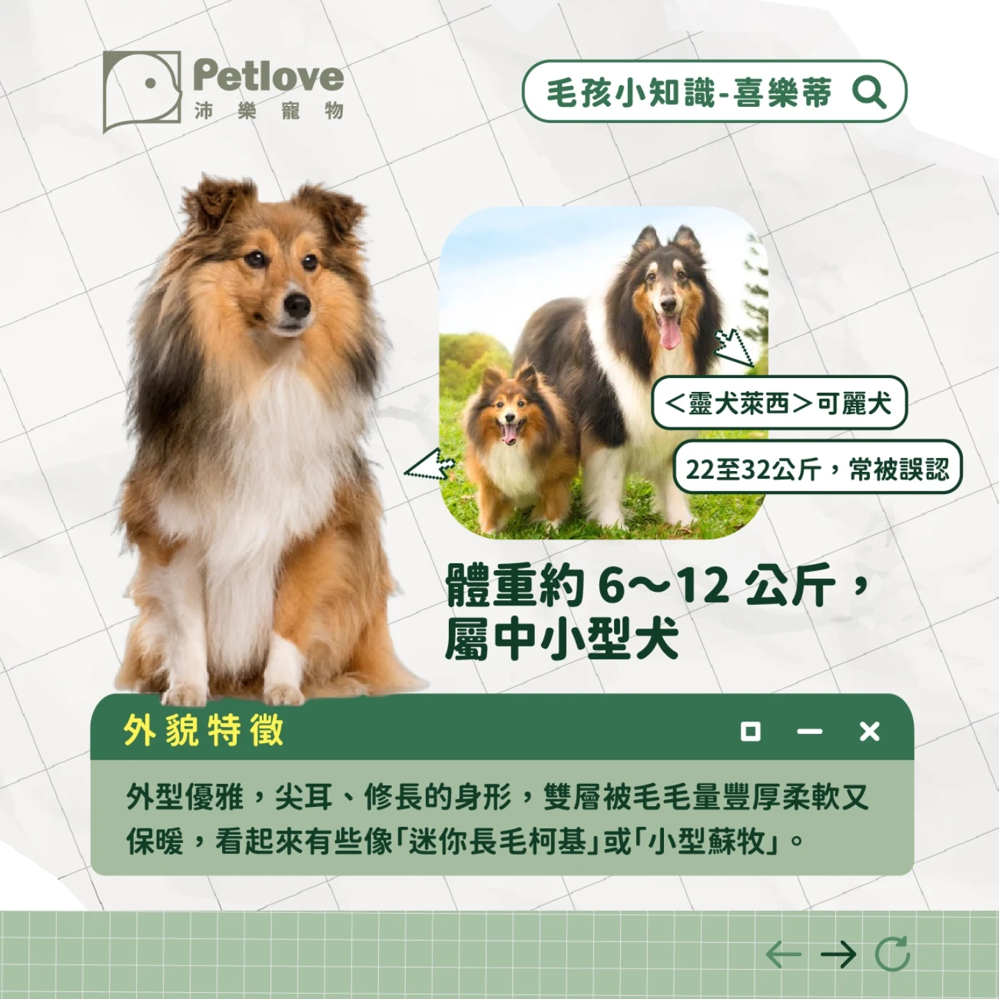喜樂蒂牧羊犬介紹|個性特色、飼養重點與健康照護