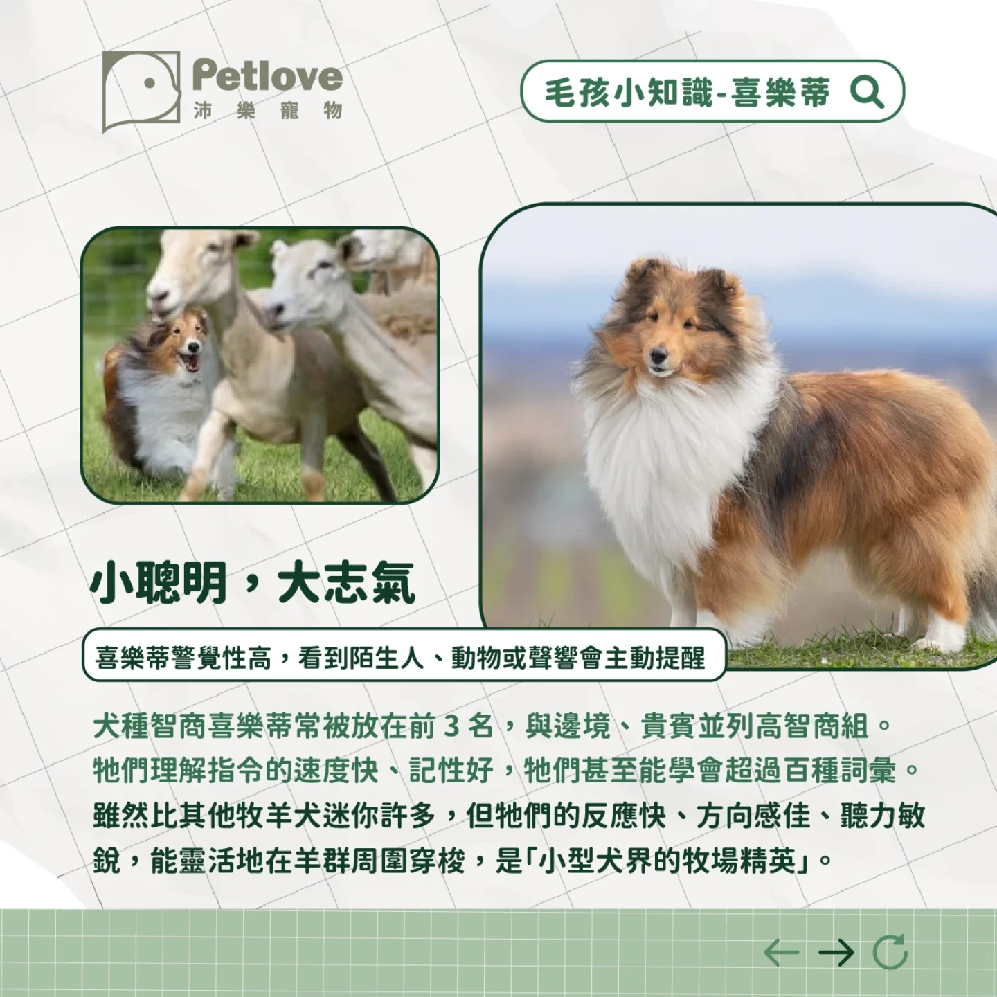 喜樂蒂牧羊犬介紹|個性特色、飼養重點與健康照護