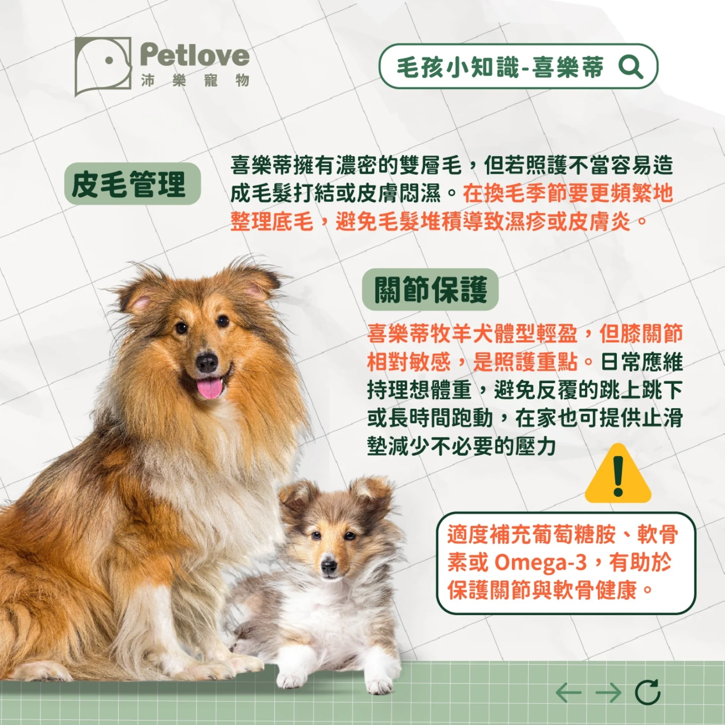 喜樂蒂牧羊犬介紹|個性特色、飼養重點與健康照護