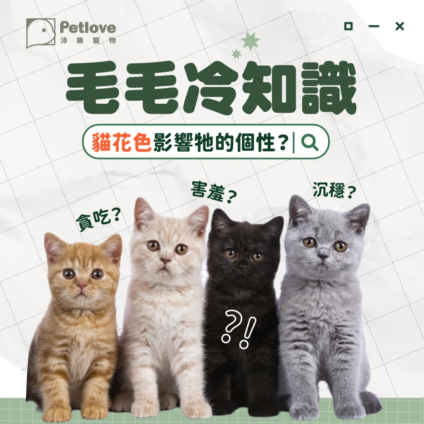 貓咪花色怎麼形成？常見毛色與個性迷思整理