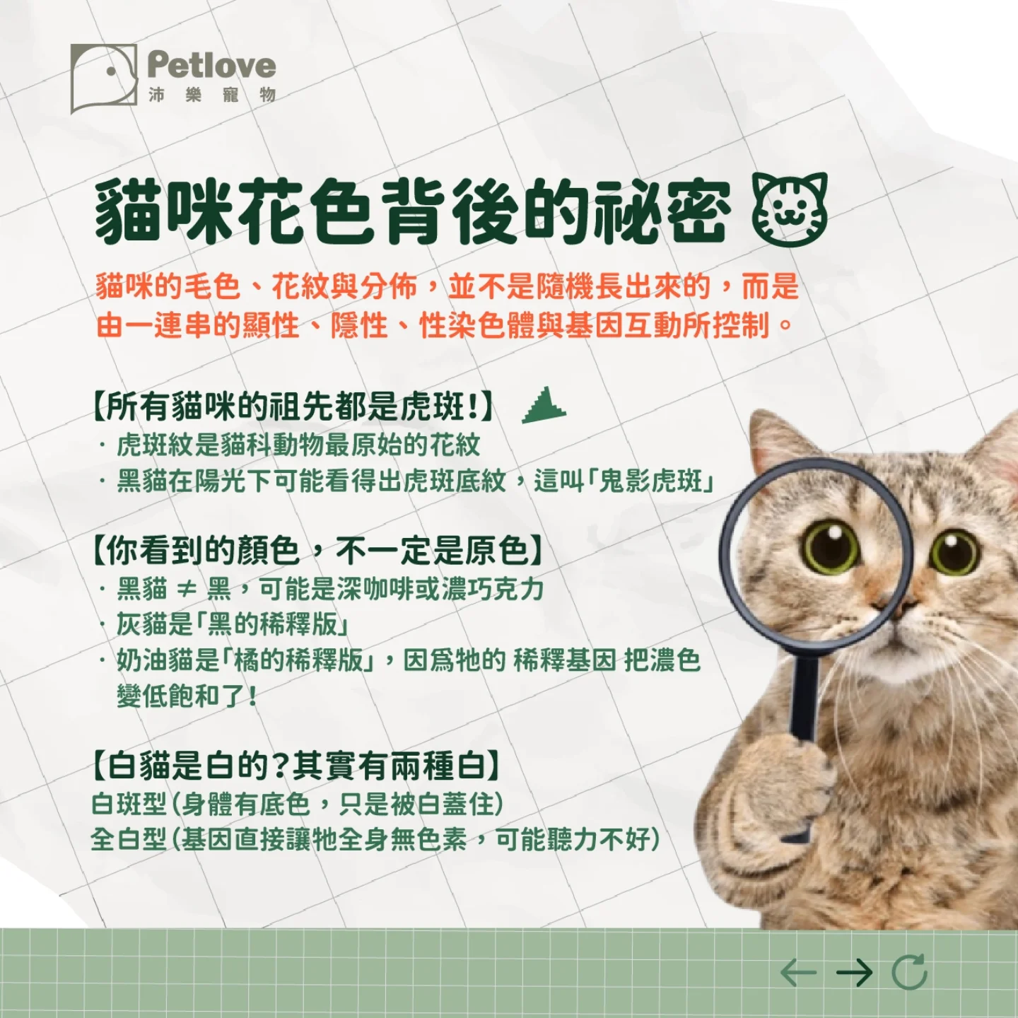貓咪花色怎麼形成?常見毛色與個性迷思整理