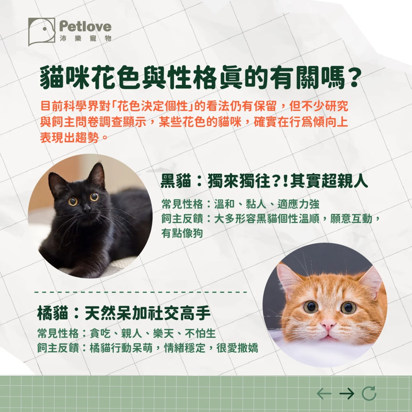 貓咪花色怎麼形成?常見毛色與個性迷思整理