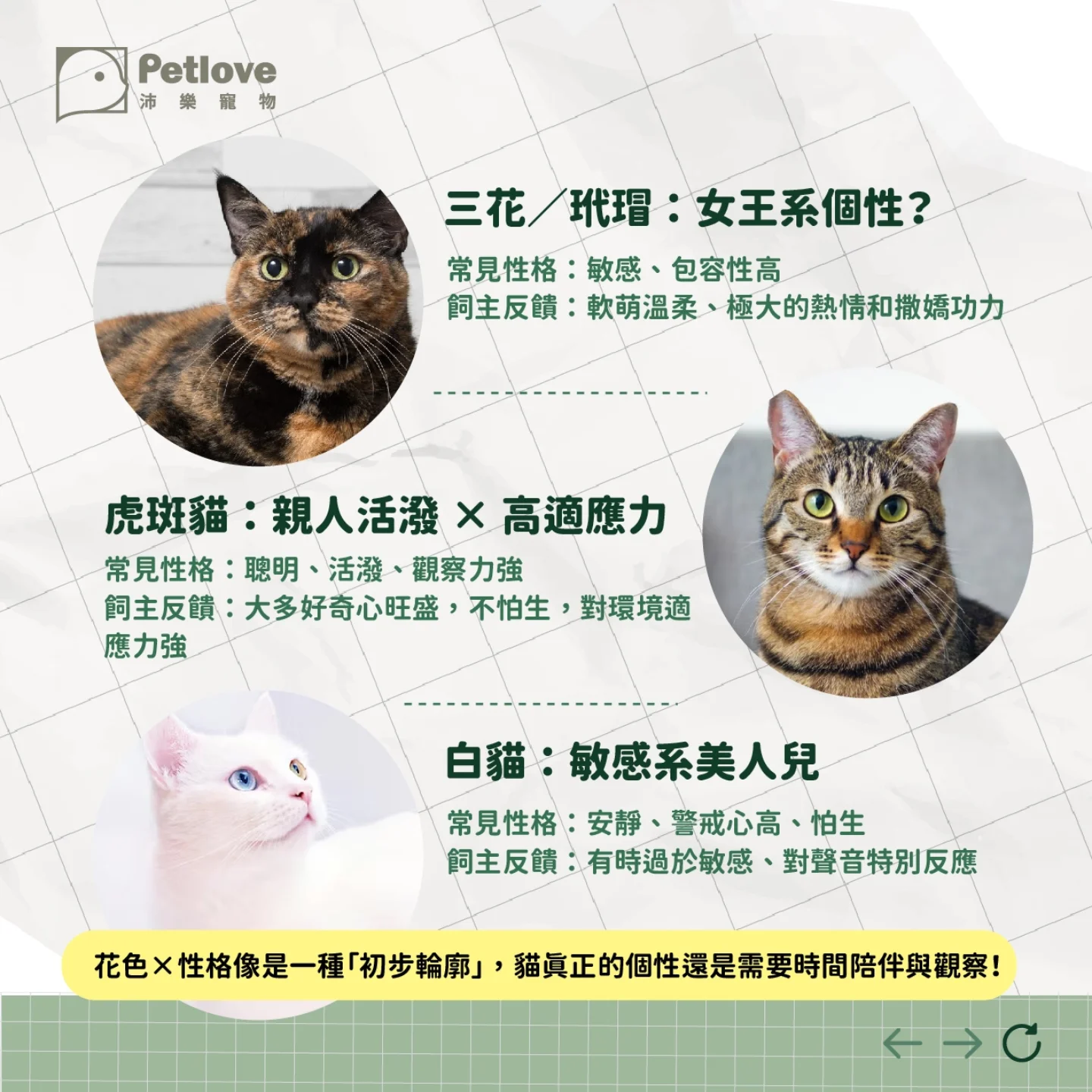 貓咪花色怎麼形成?常見毛色與個性迷思整理