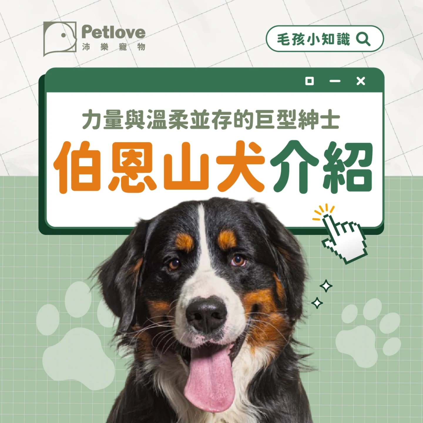 伯恩山犬介紹｜個性特色、飼養重點與健康照護