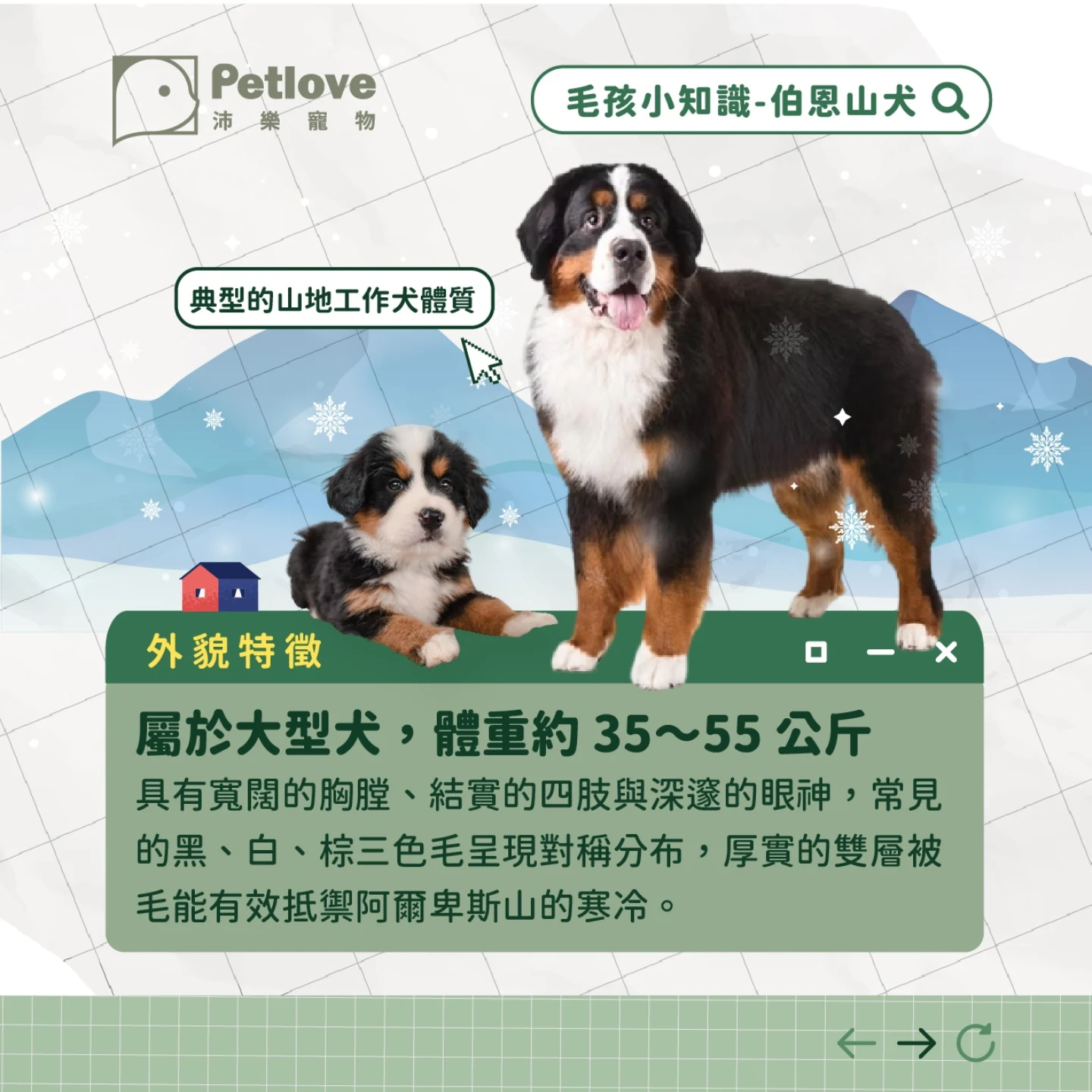 伯恩山犬介紹|個性特色、飼養重點與健康照護