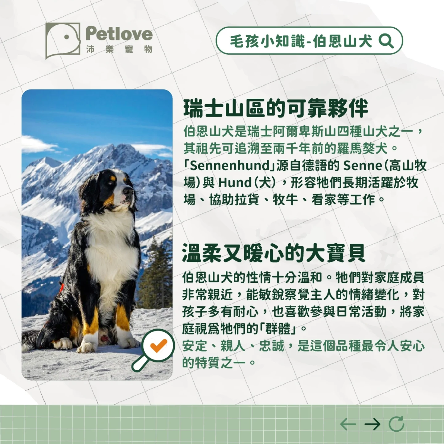 伯恩山犬介紹|個性特色、飼養重點與健康照護