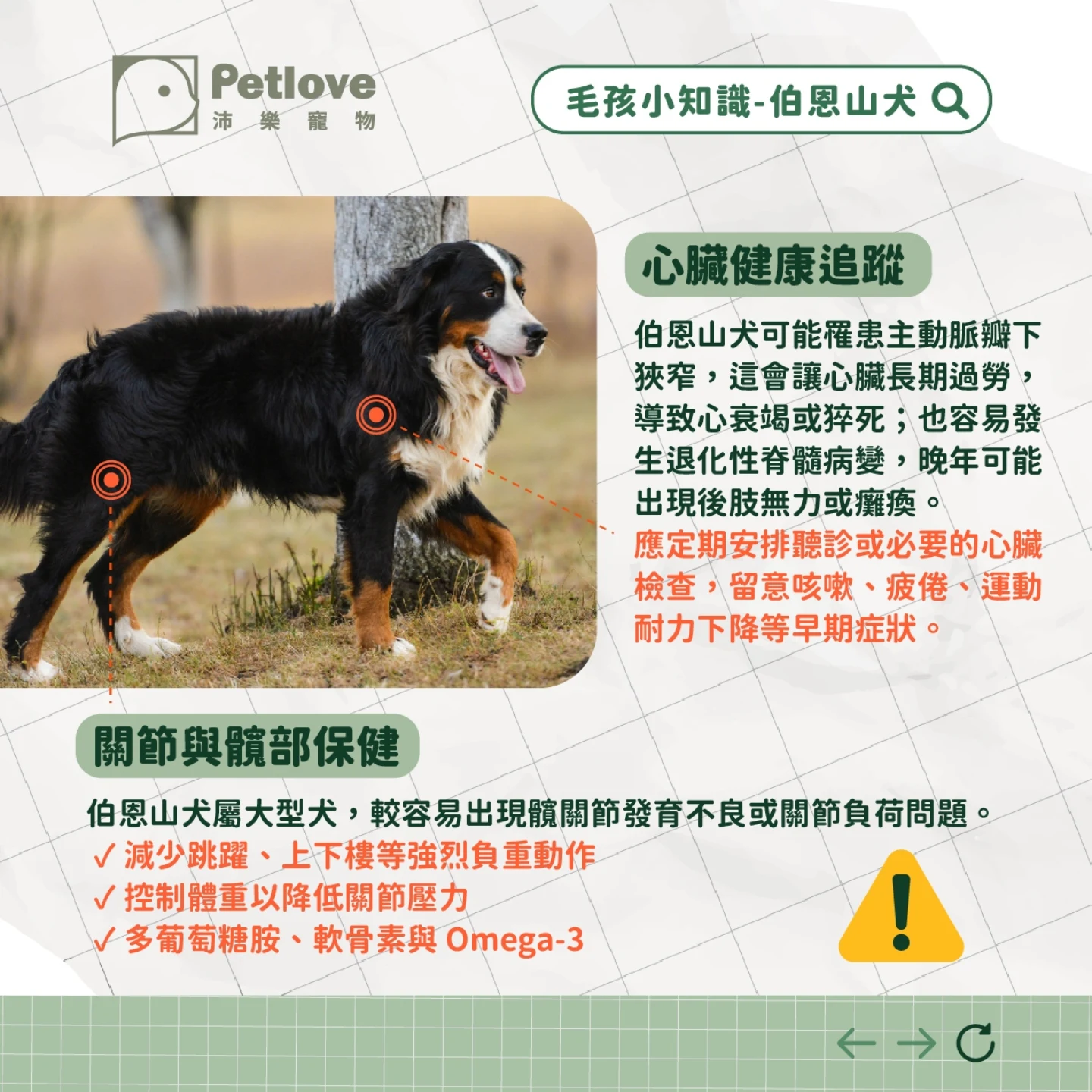 伯恩山犬介紹|個性特色、飼養重點與健康照護