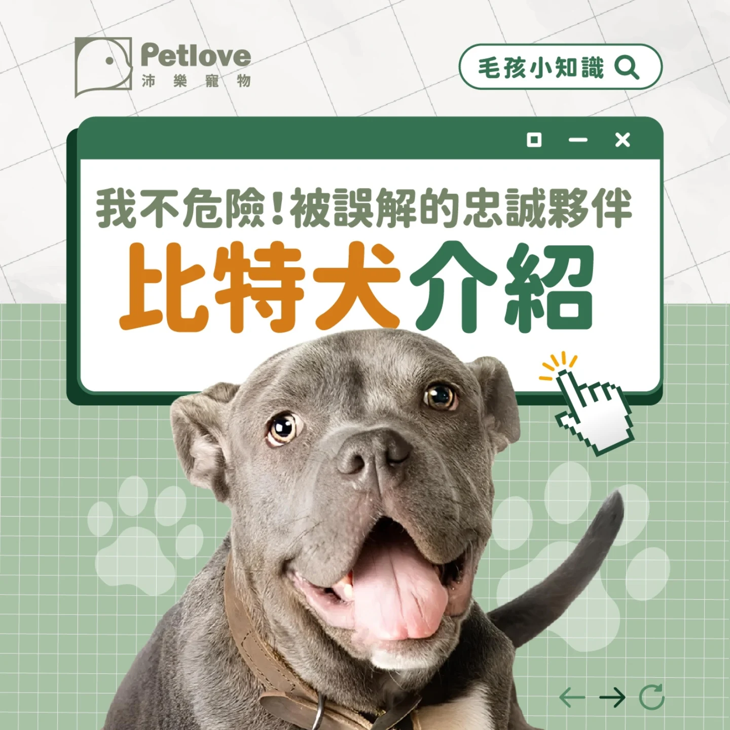 比特犬介紹｜個性特色、飼養重點與健康照護