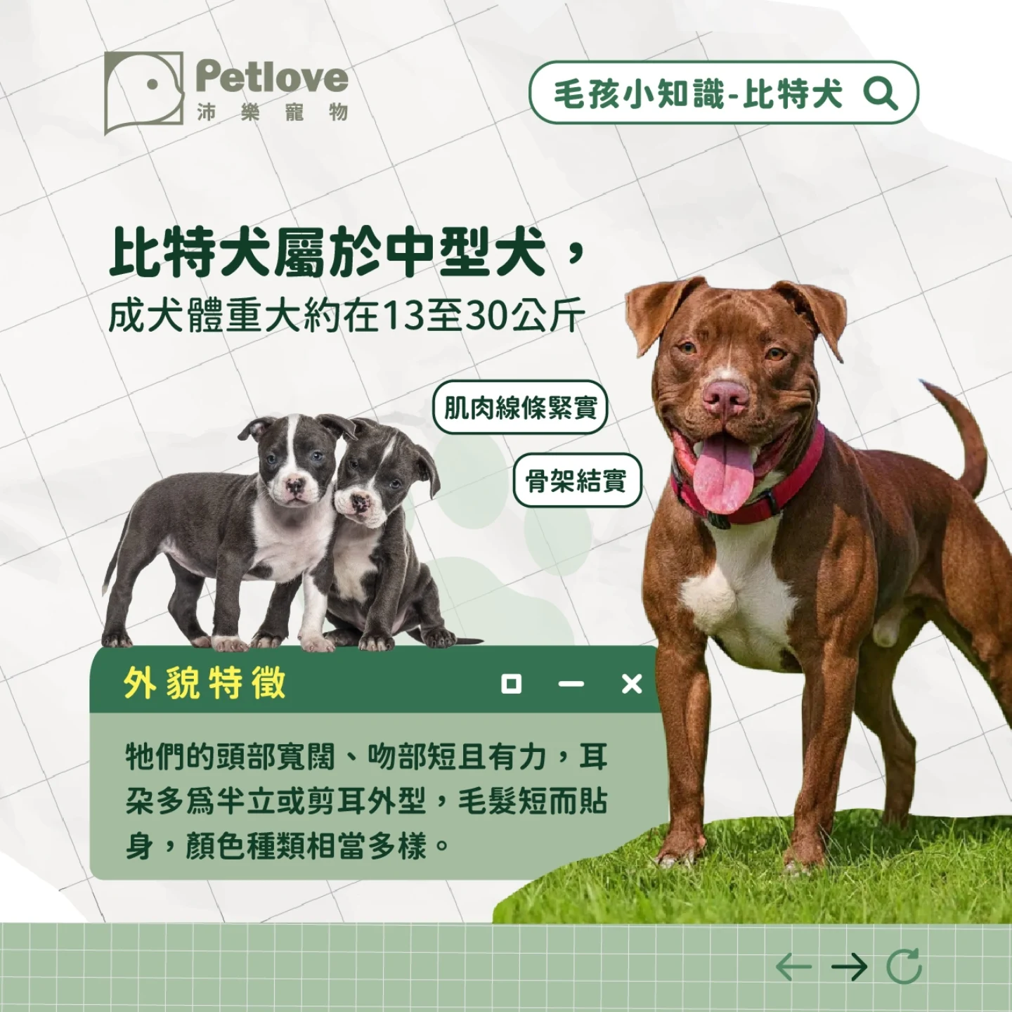 比特犬介紹|個性特色、飼養重點與健康照護