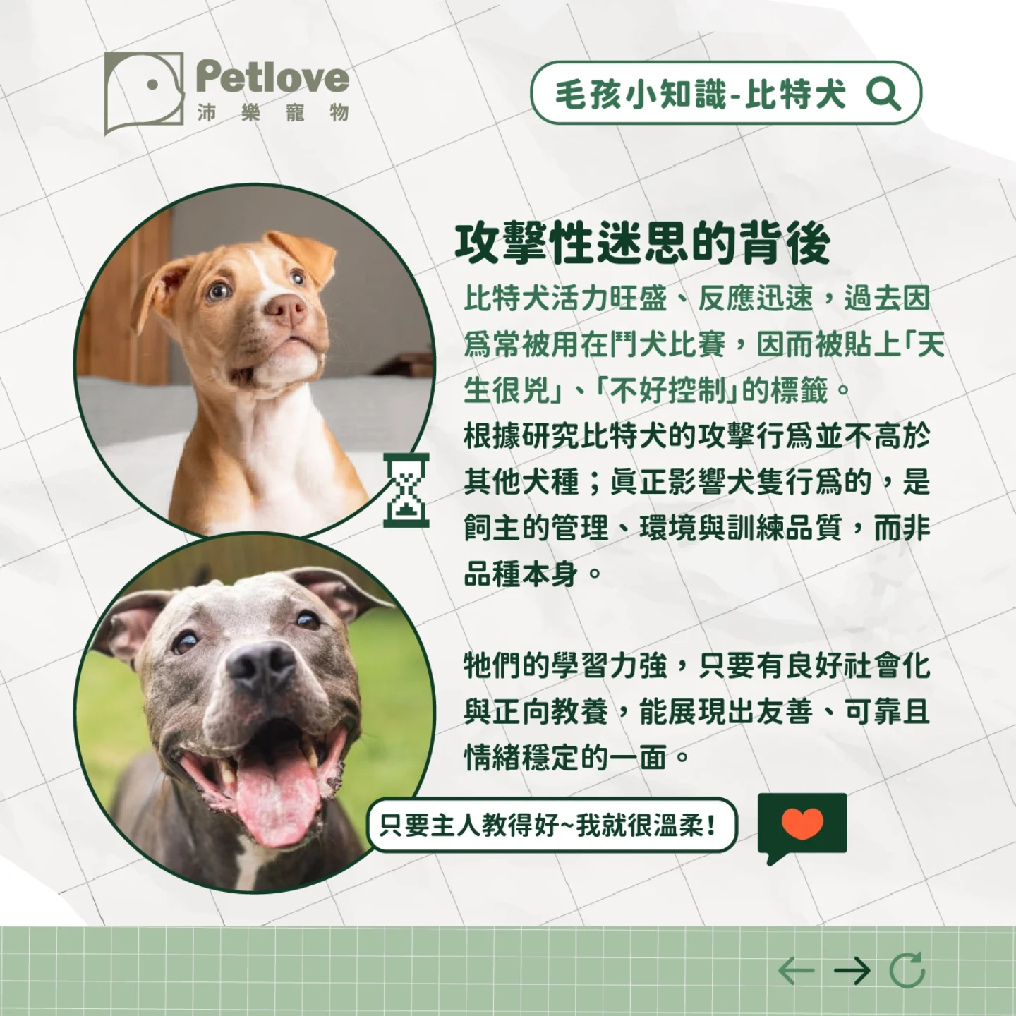 比特犬介紹|個性特色、飼養重點與健康照護