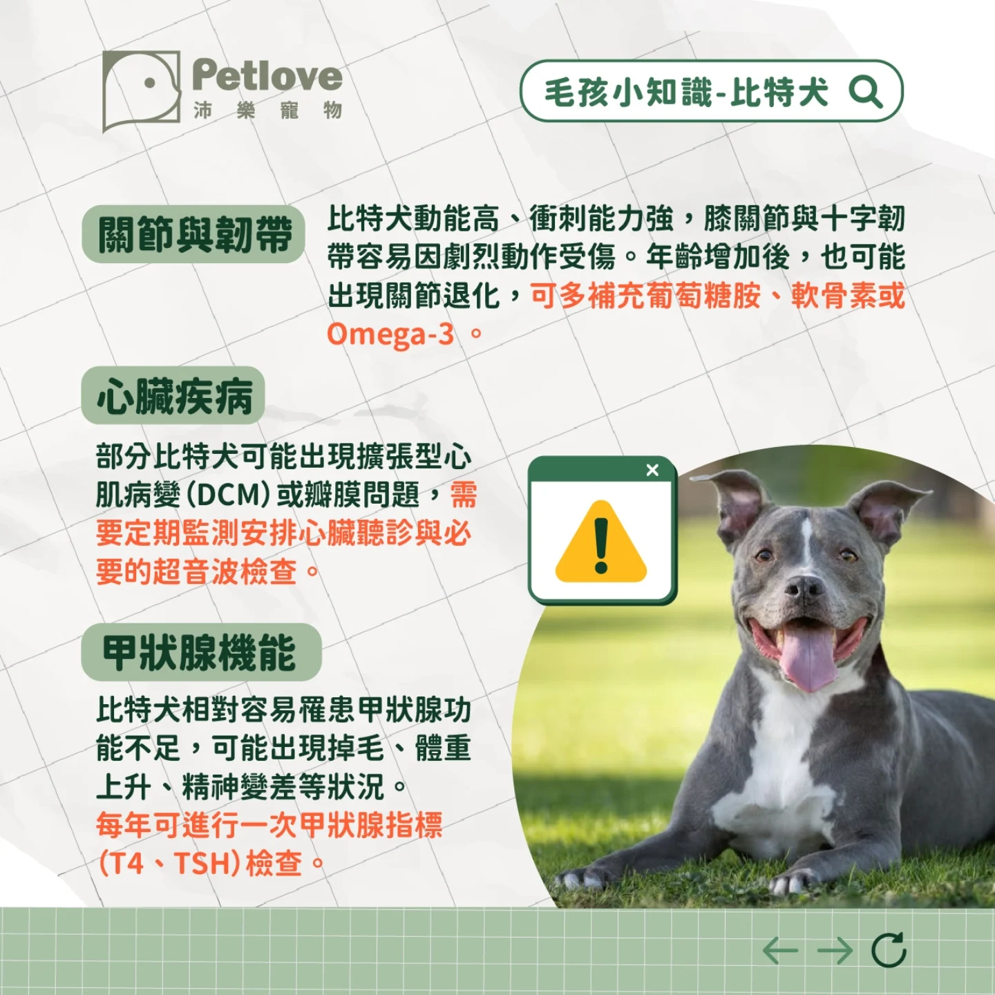 比特犬介紹|個性特色、飼養重點與健康照護