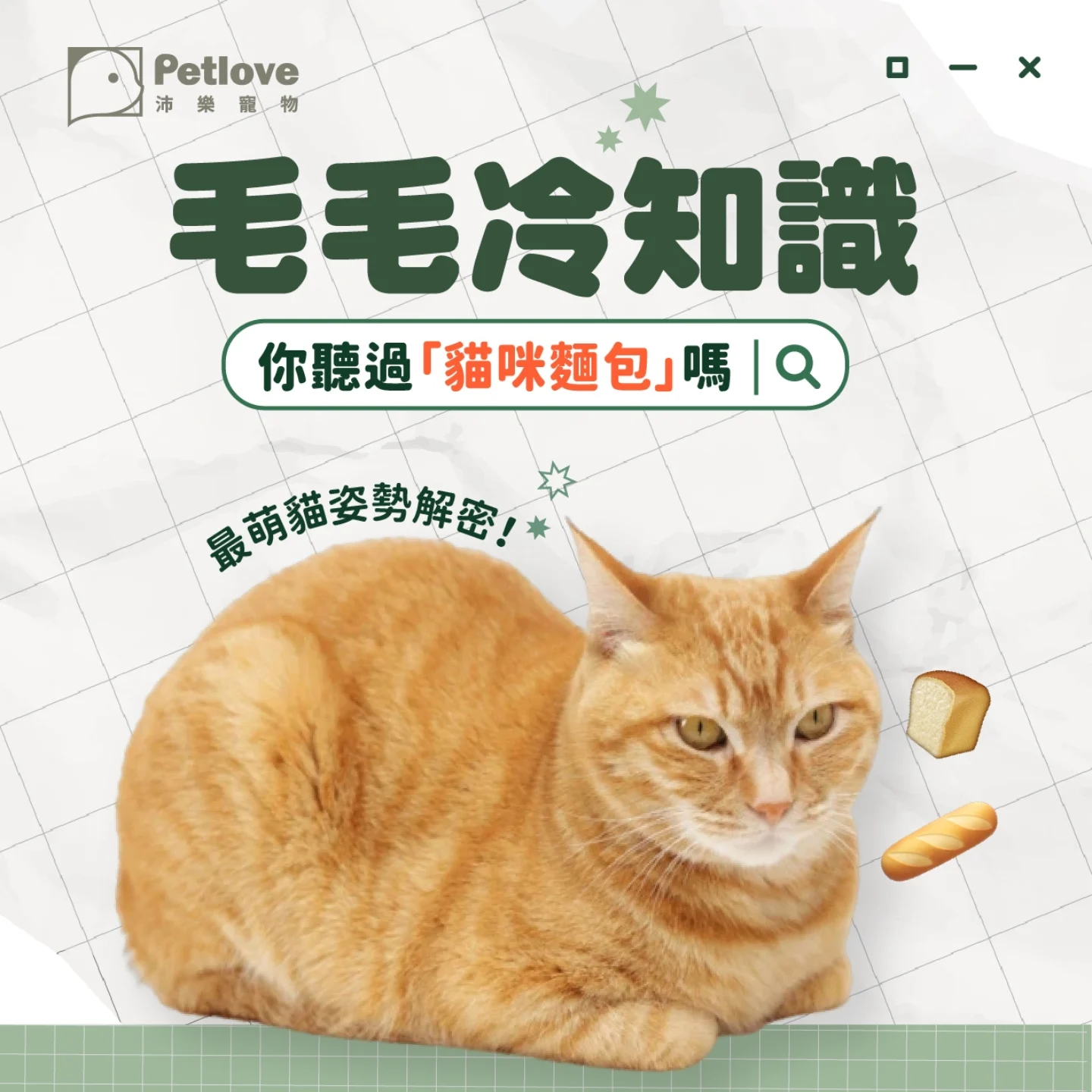 貓咪為什麼會折手手？貓麵包姿勢代表意思