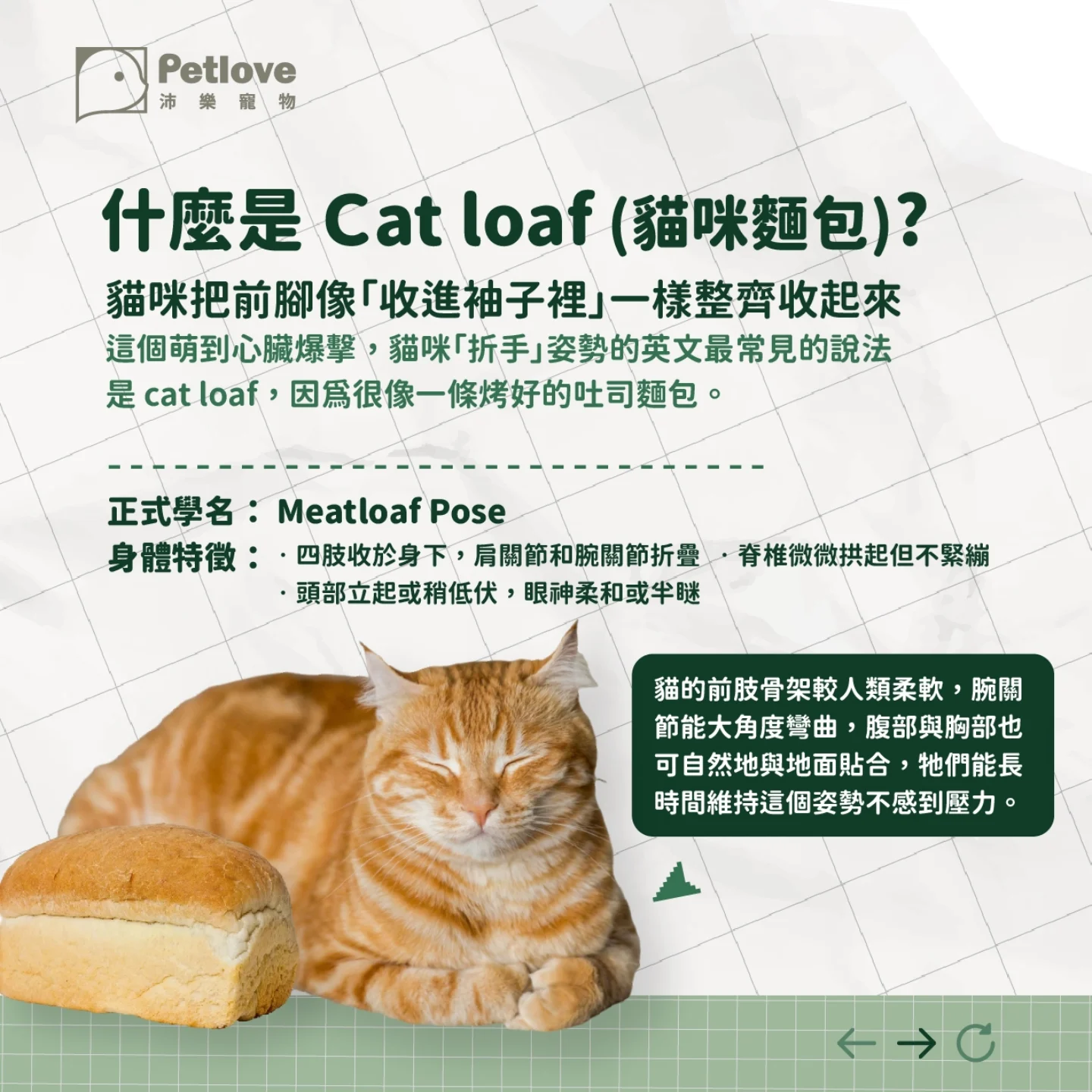 貓咪為什麼會折手手?貓麵包姿勢代表意思