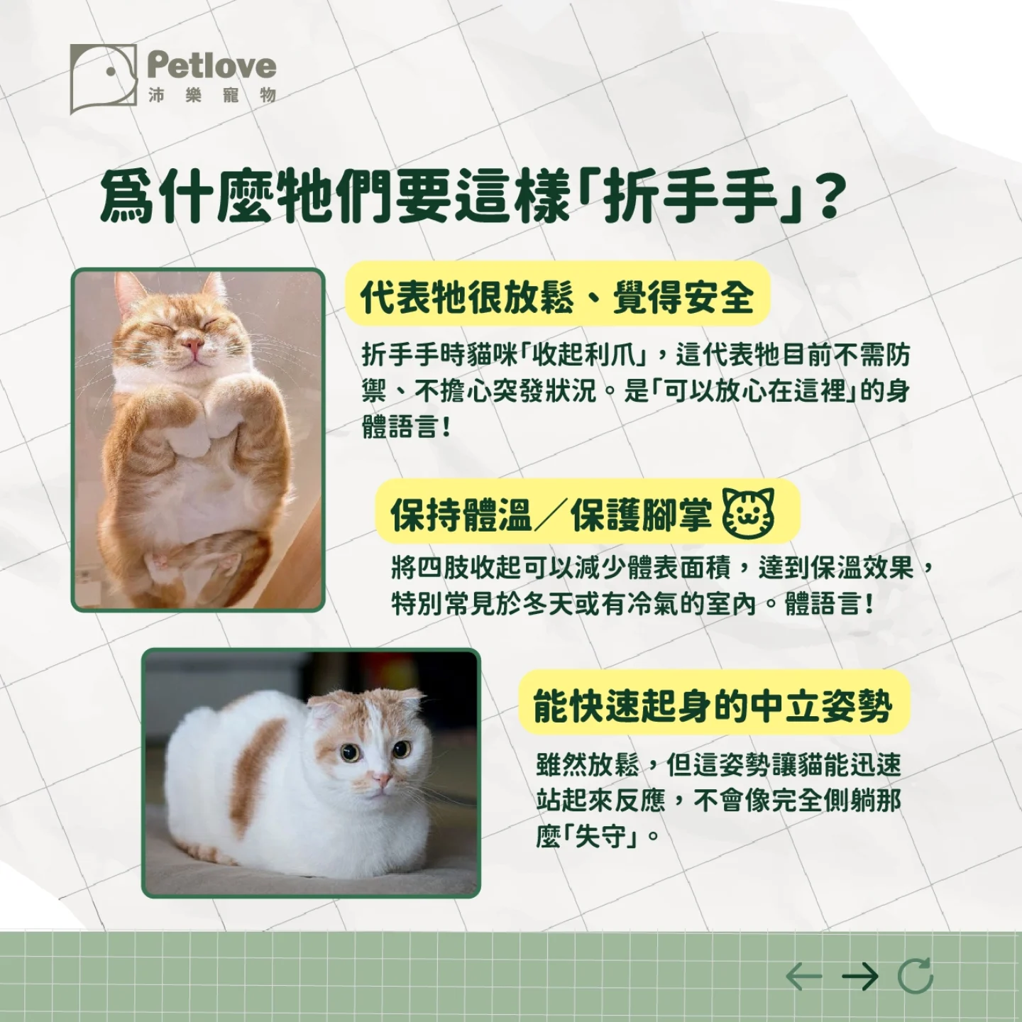 貓咪為什麼會折手手?貓麵包姿勢代表意思