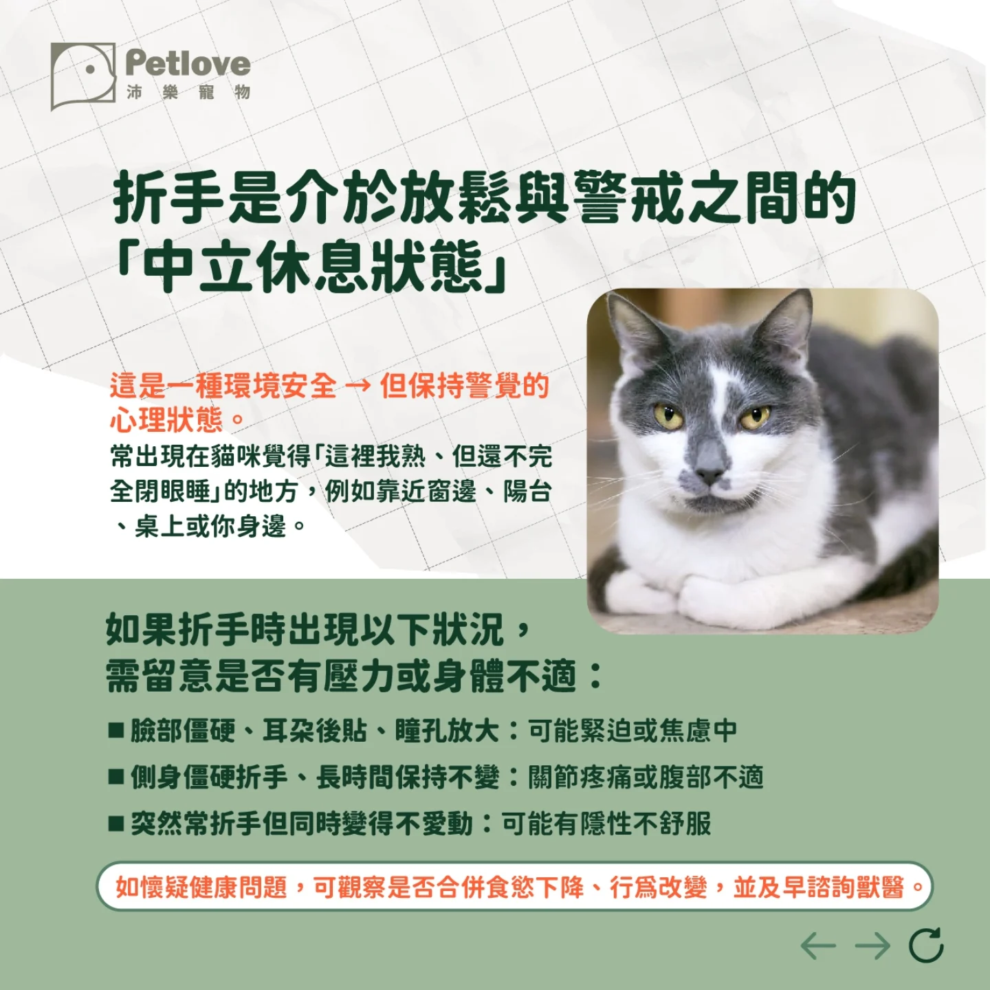 貓咪為什麼會折手手?貓麵包姿勢代表意思
