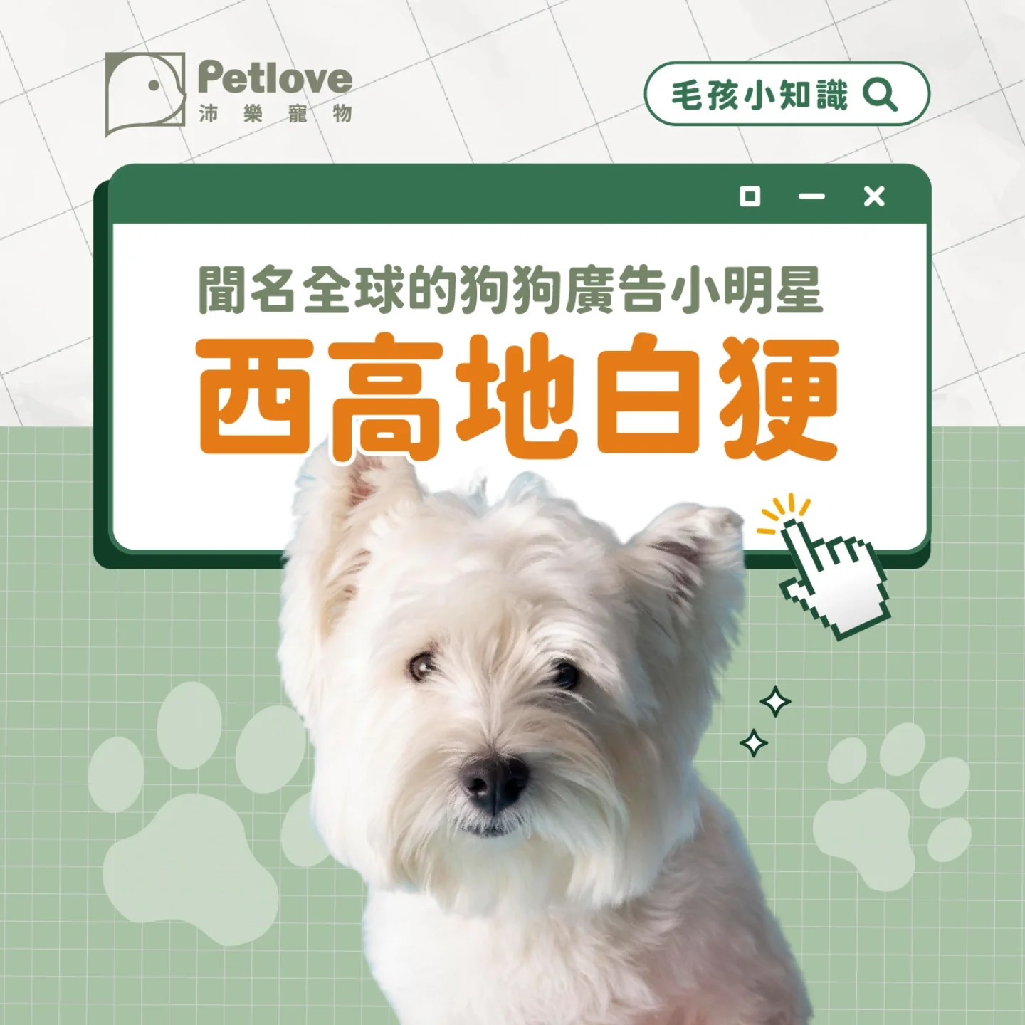 西高地白梗介紹｜個性特色、飼養重點與健康照護