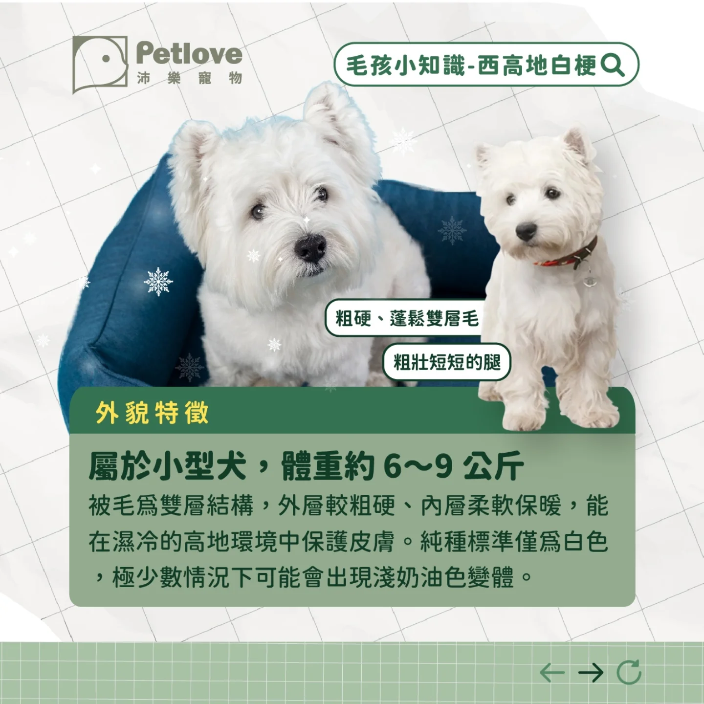 西高地白梗介紹