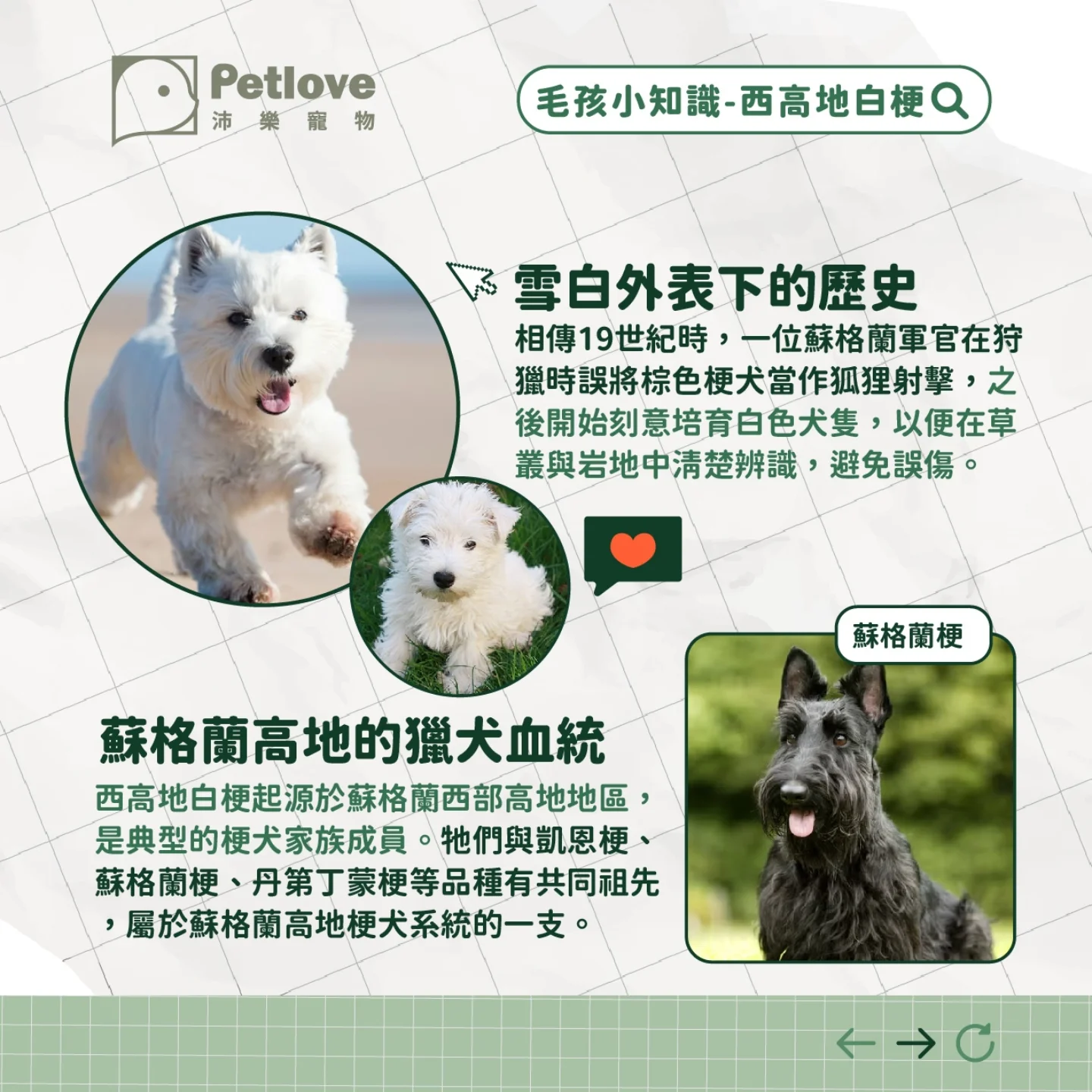 西高地白梗介紹