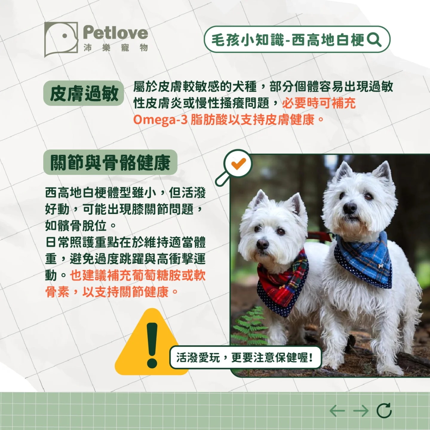 西高地白梗介紹