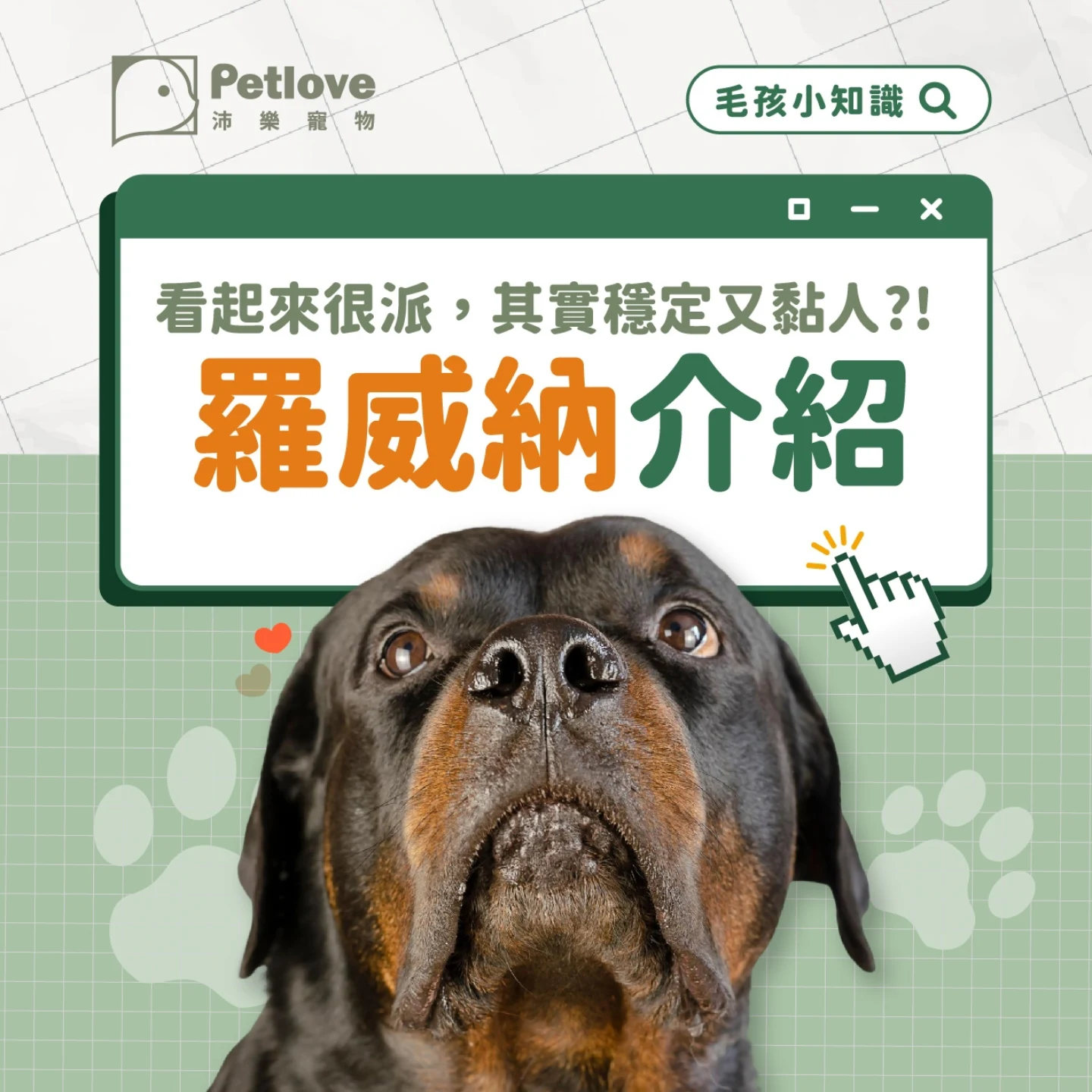 羅威納介紹｜個性特色、飼養重點與健康照護