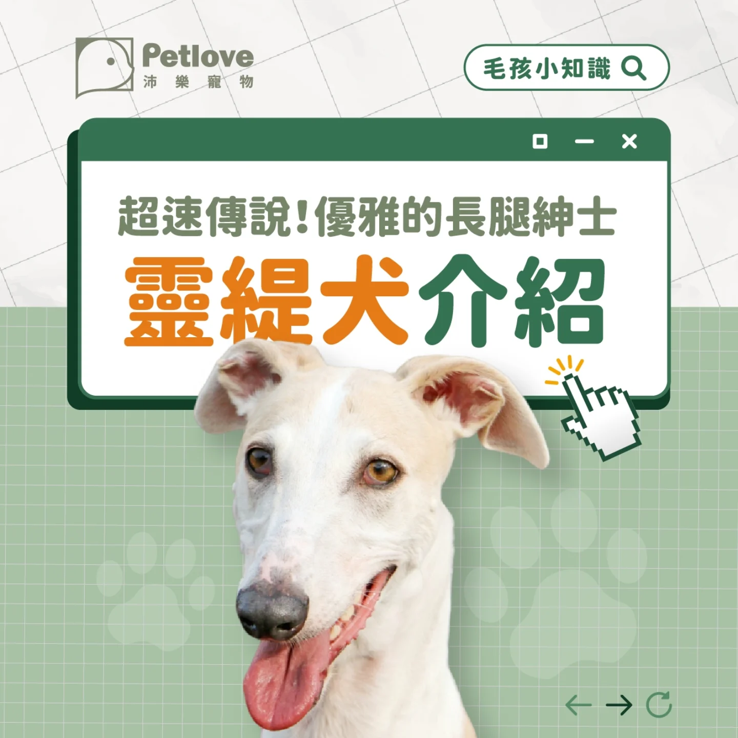 靈緹犬介紹