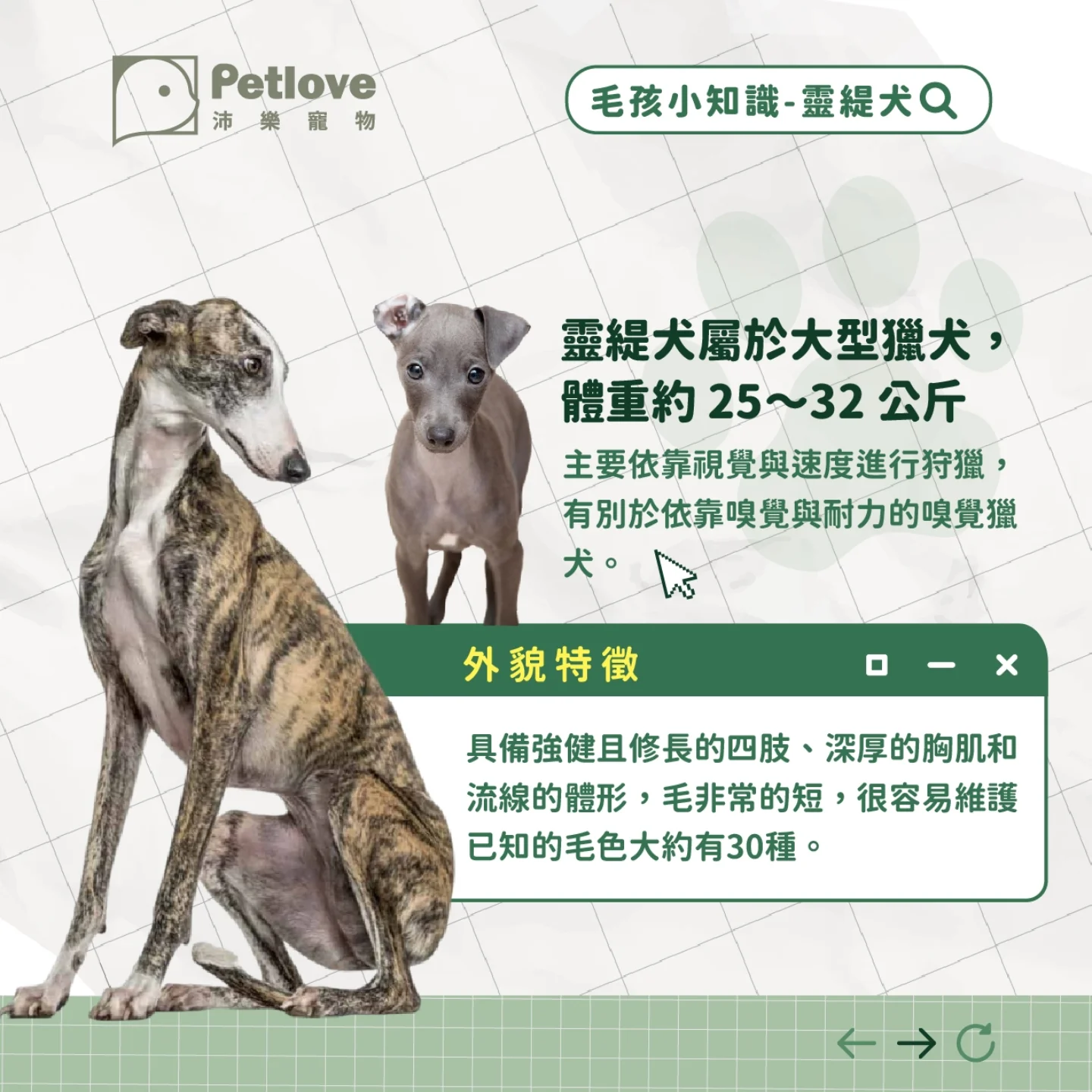 靈緹犬介紹