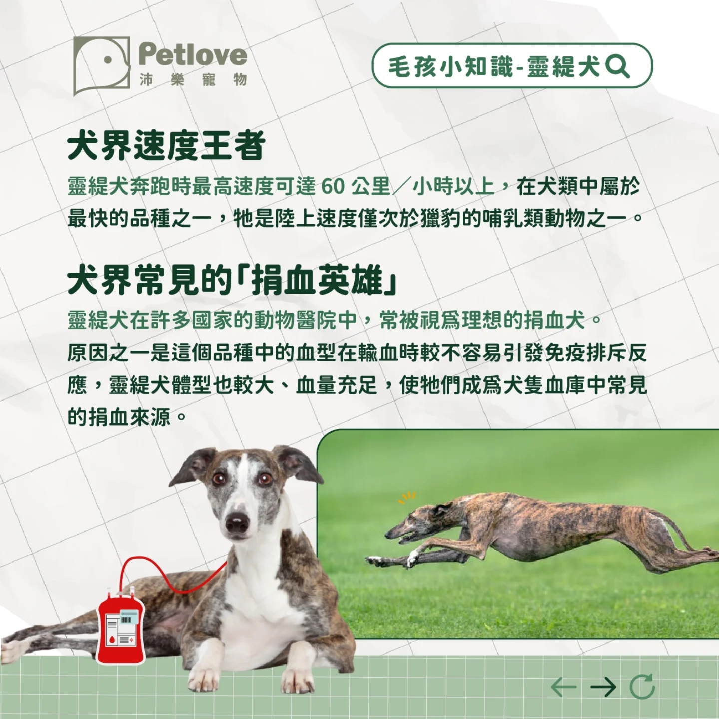 靈緹犬介紹