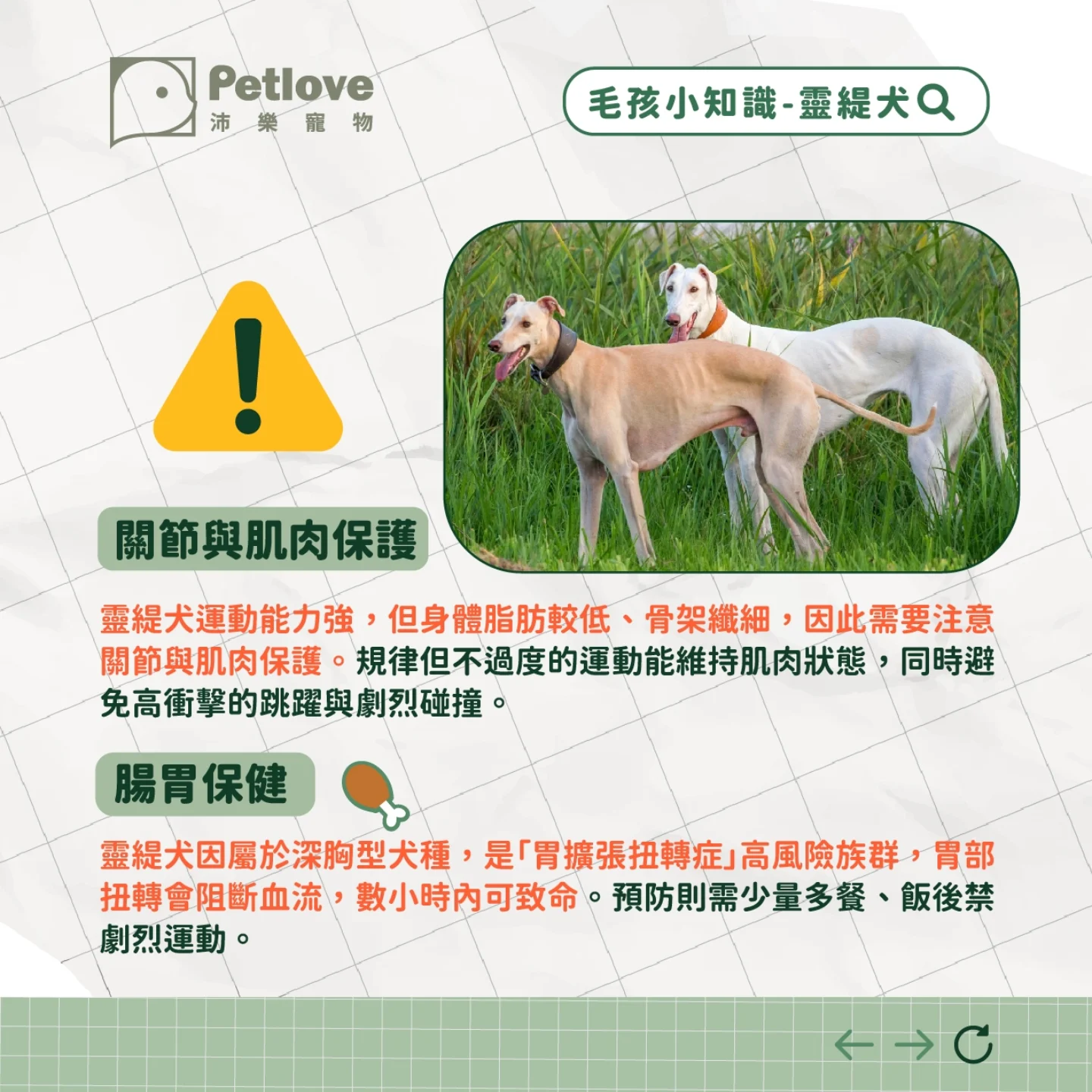 靈緹犬介紹