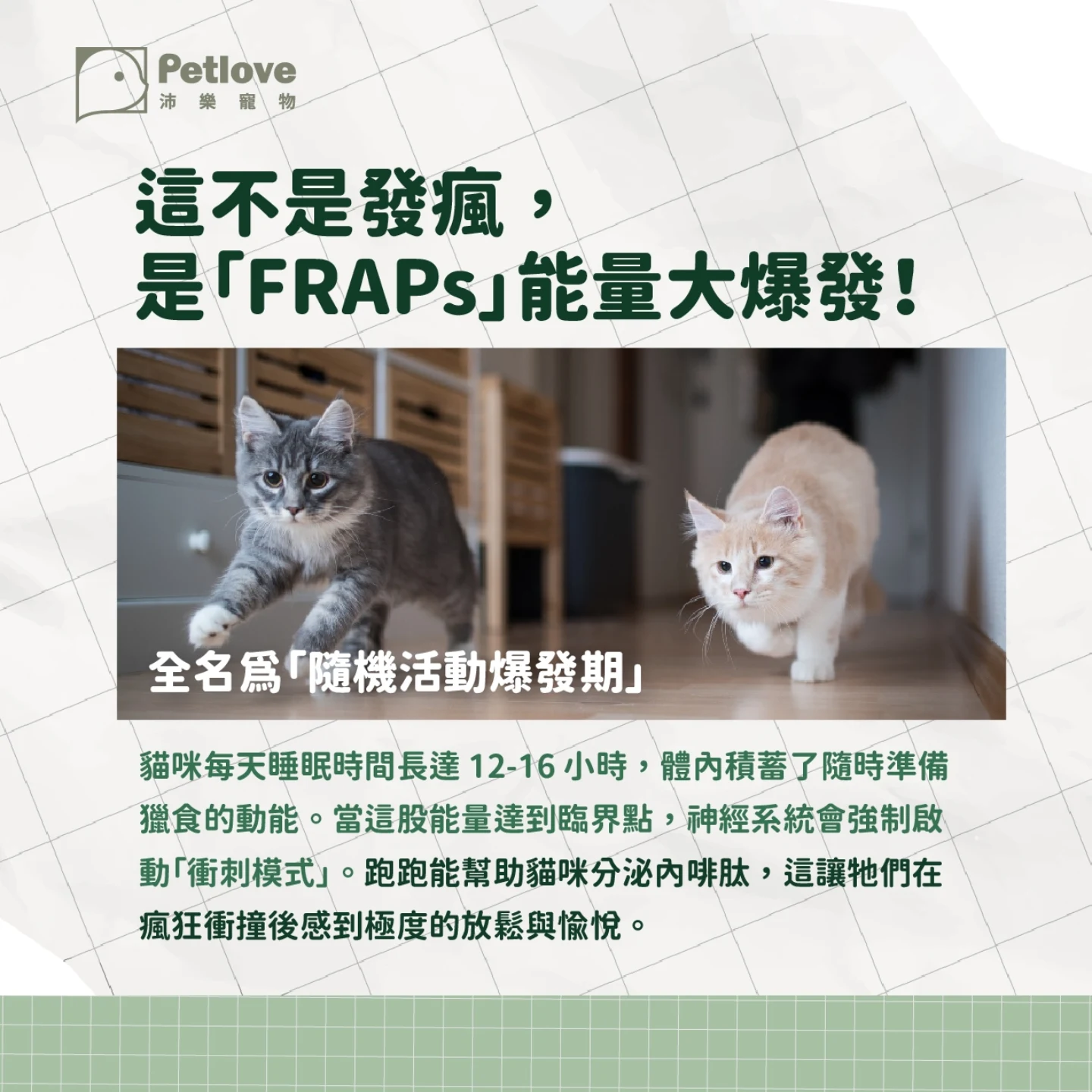 貓咪半夜暴衝是什麼原因?|貓咪行為原因與日常觀察