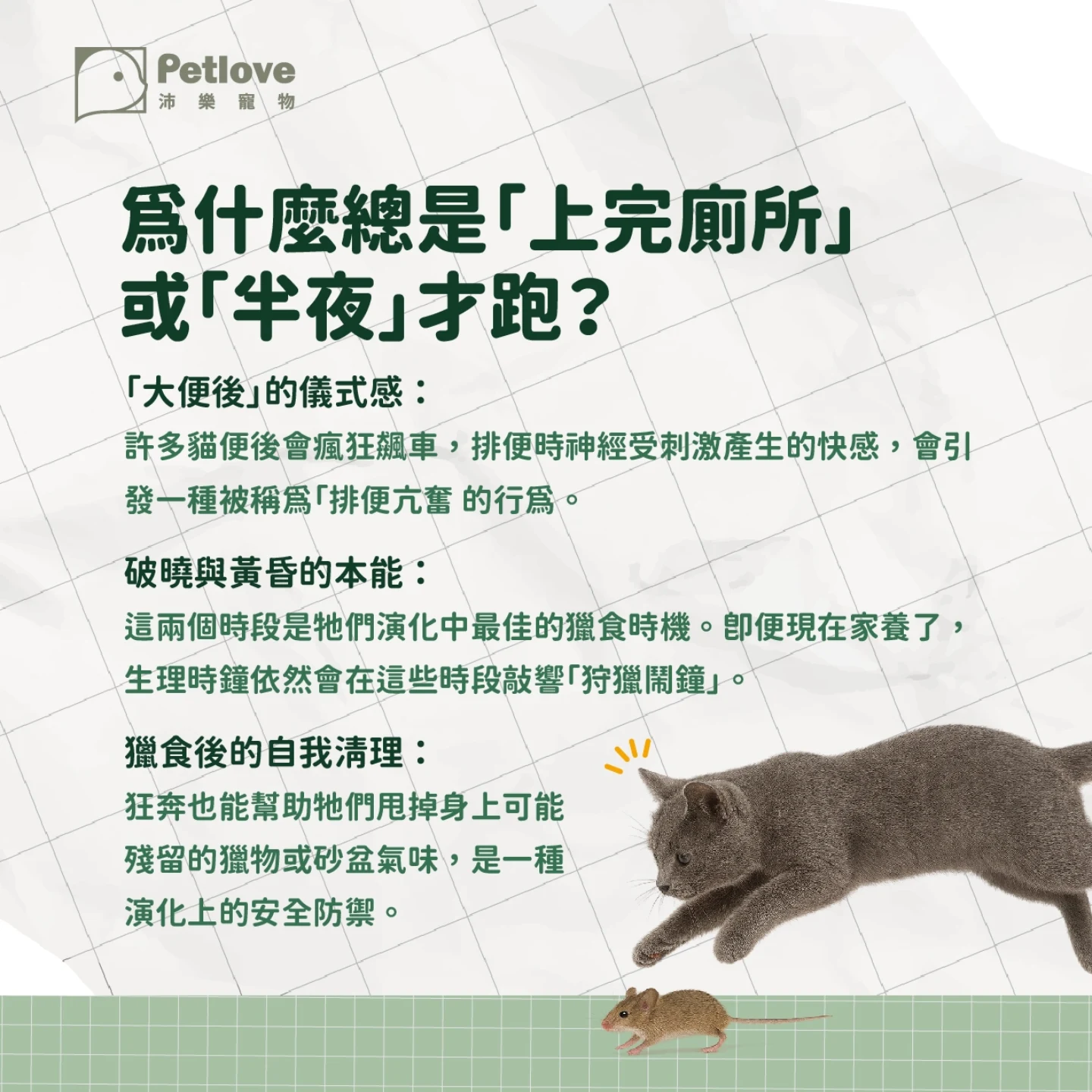 貓咪半夜暴衝是什麼原因?|貓咪行為原因與日常觀察