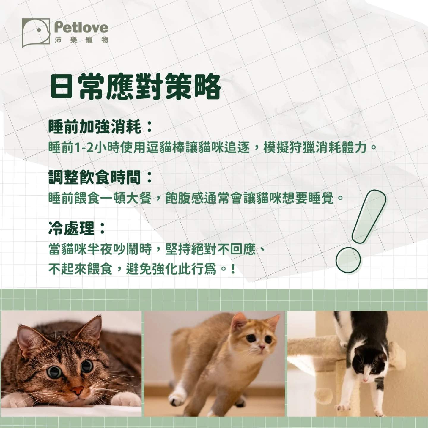 貓咪半夜暴衝是什麼原因?|貓咪行為原因與日常觀察