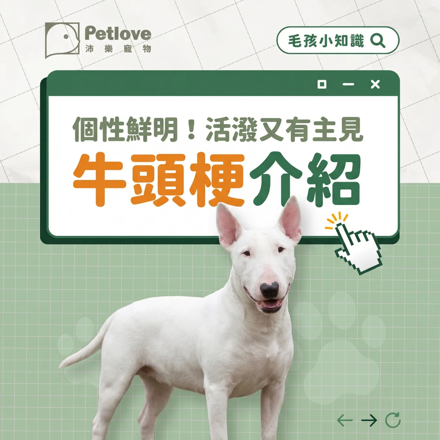 牛頭梗介紹