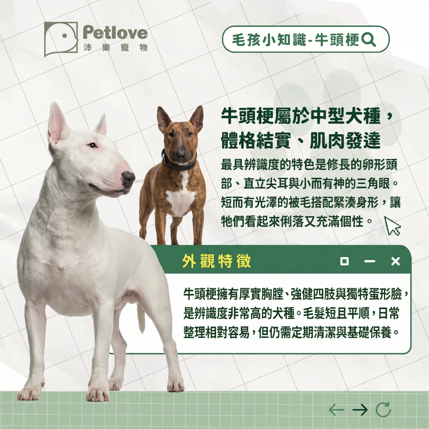 牛頭梗介紹