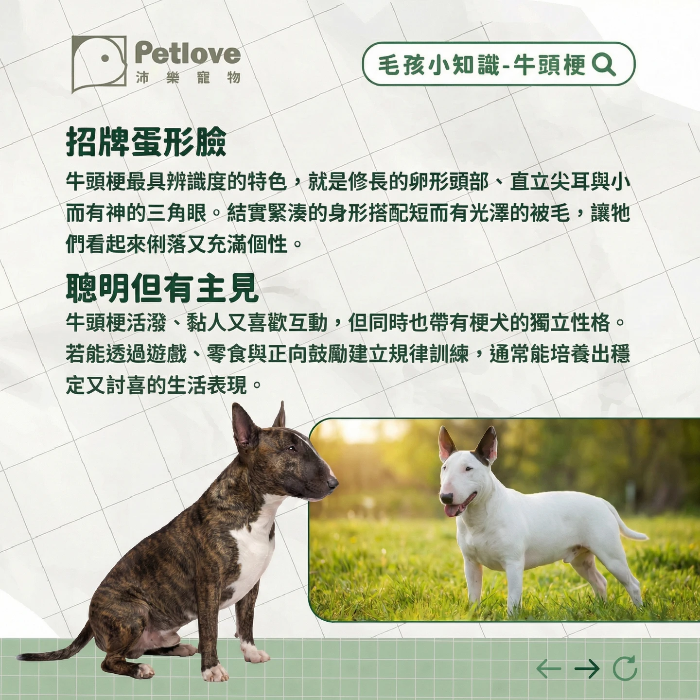 牛頭梗介紹