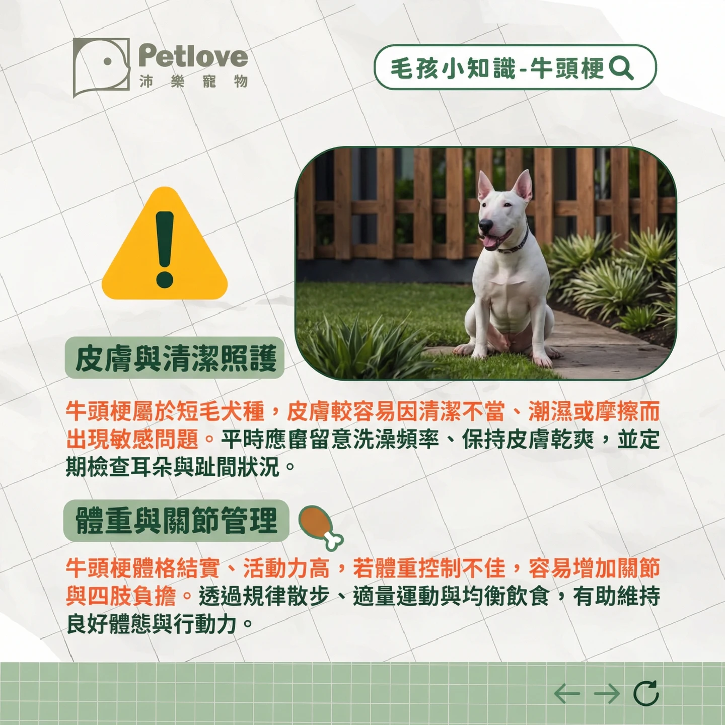 牛頭梗介紹