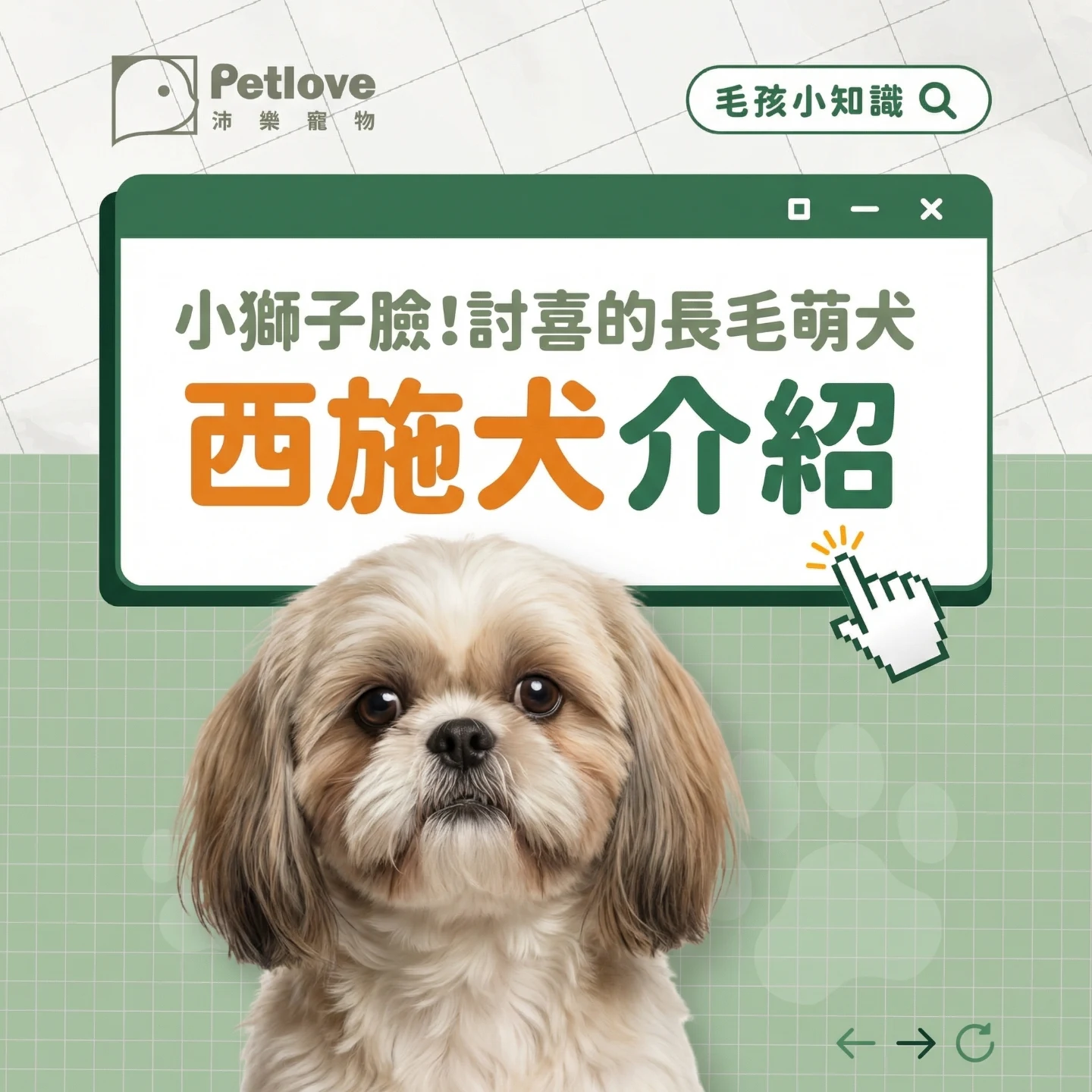 西施犬介紹