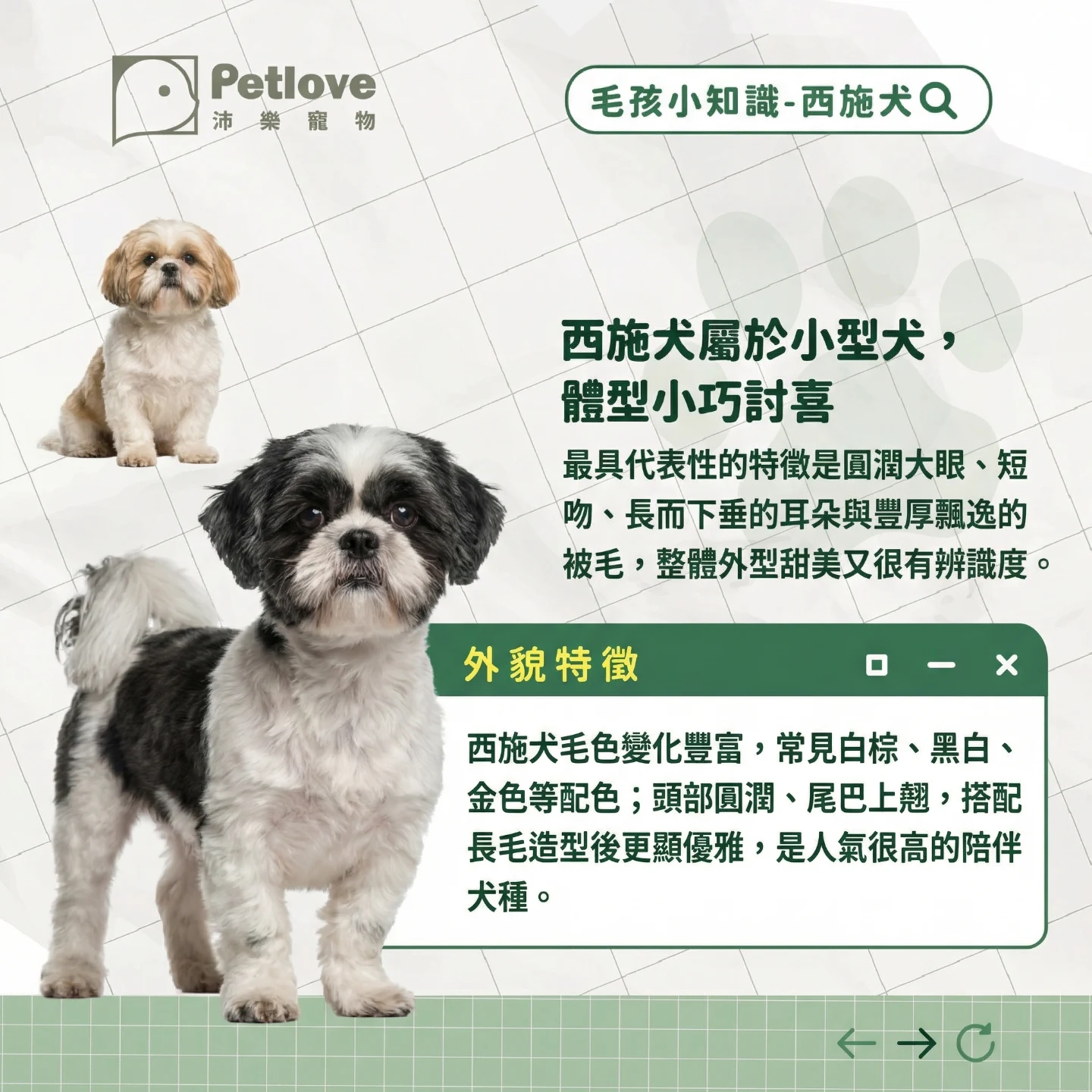 西施犬介紹