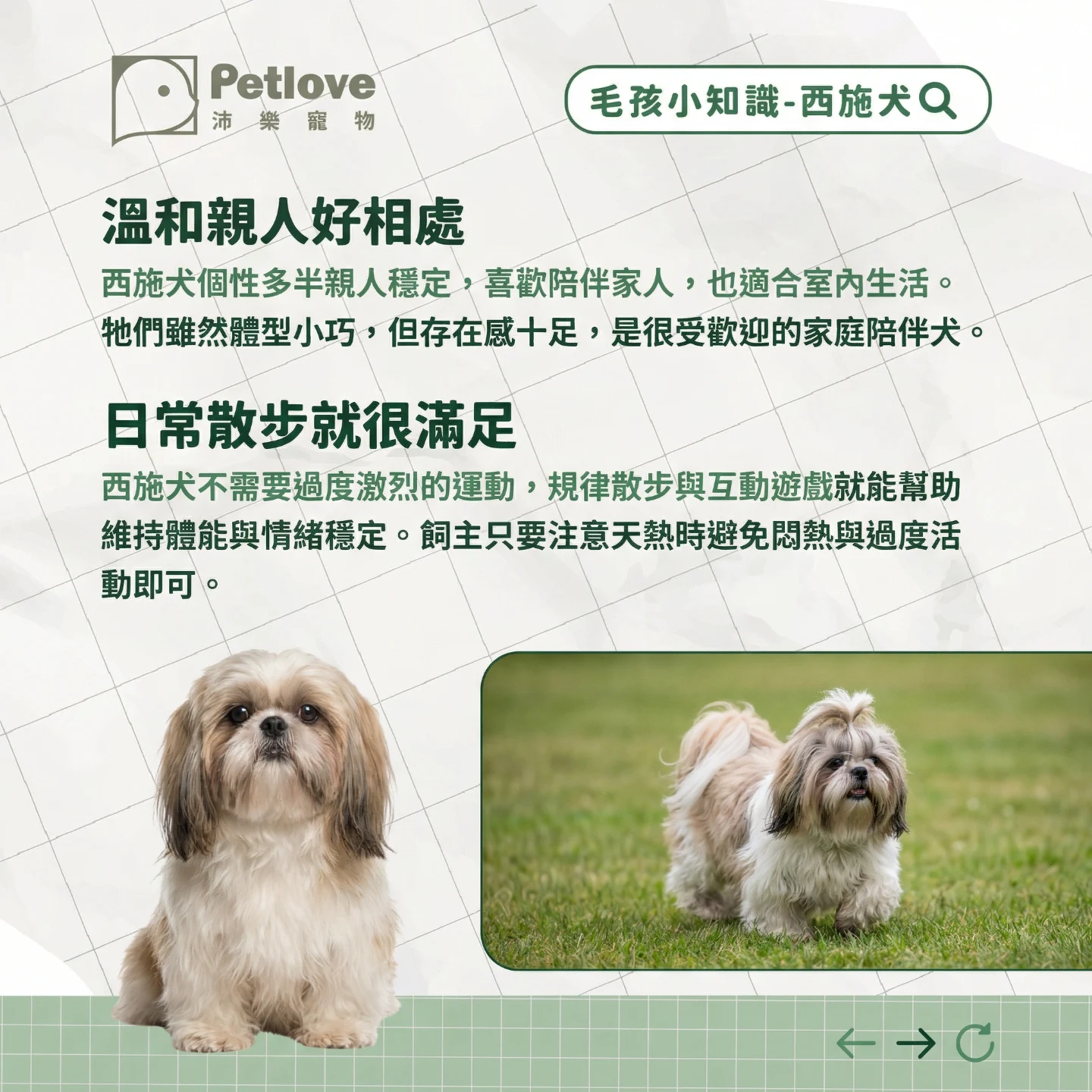 西施犬介紹