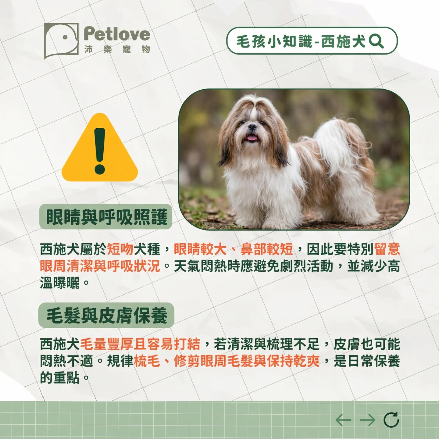 西施犬介紹