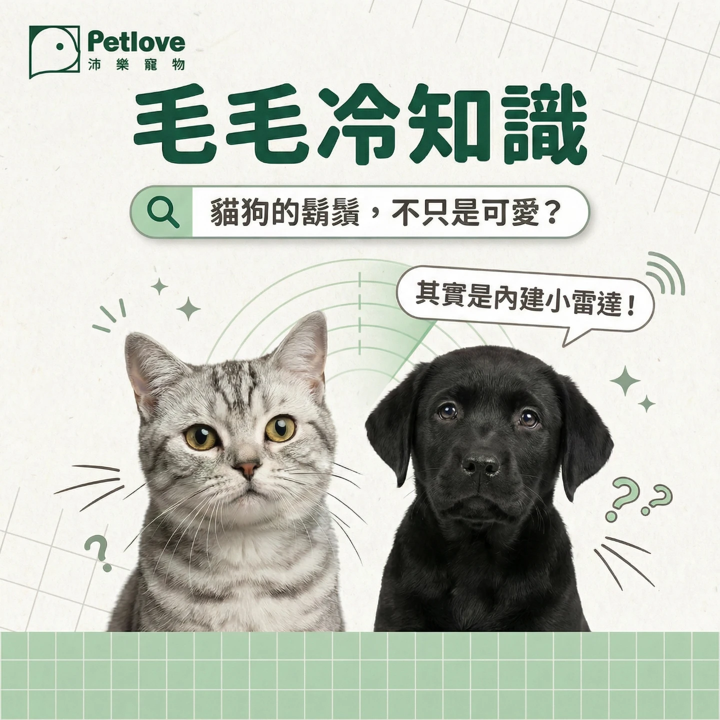 貓咪鬍鬚有什麼功能？｜貓咪行為原因與日常觀察