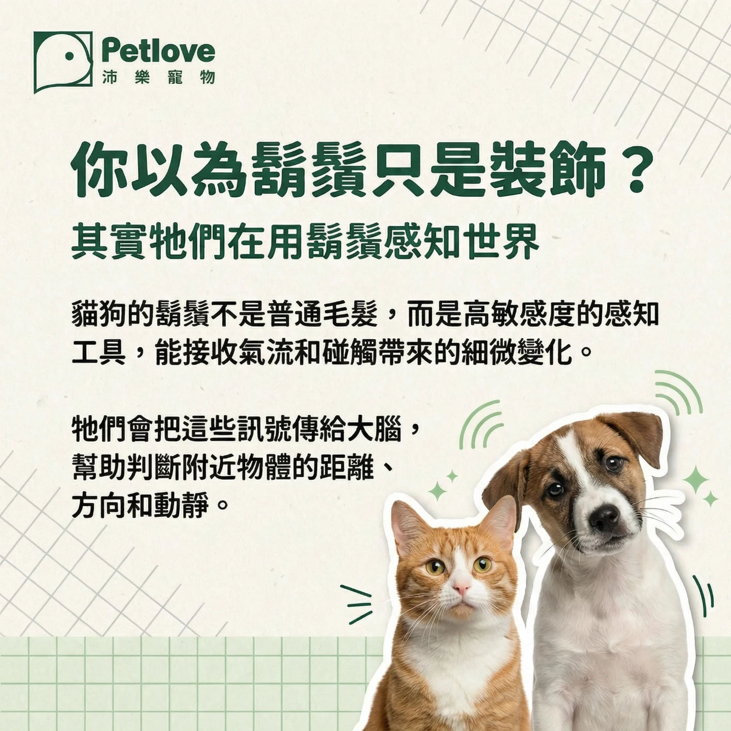 貓咪鬍鬚有什麼功能?|貓咪行為原因與日常觀察